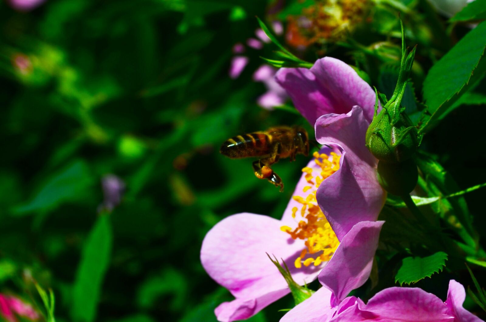 Nikon D5100 sample photo. Bee, flower, rose hip photography