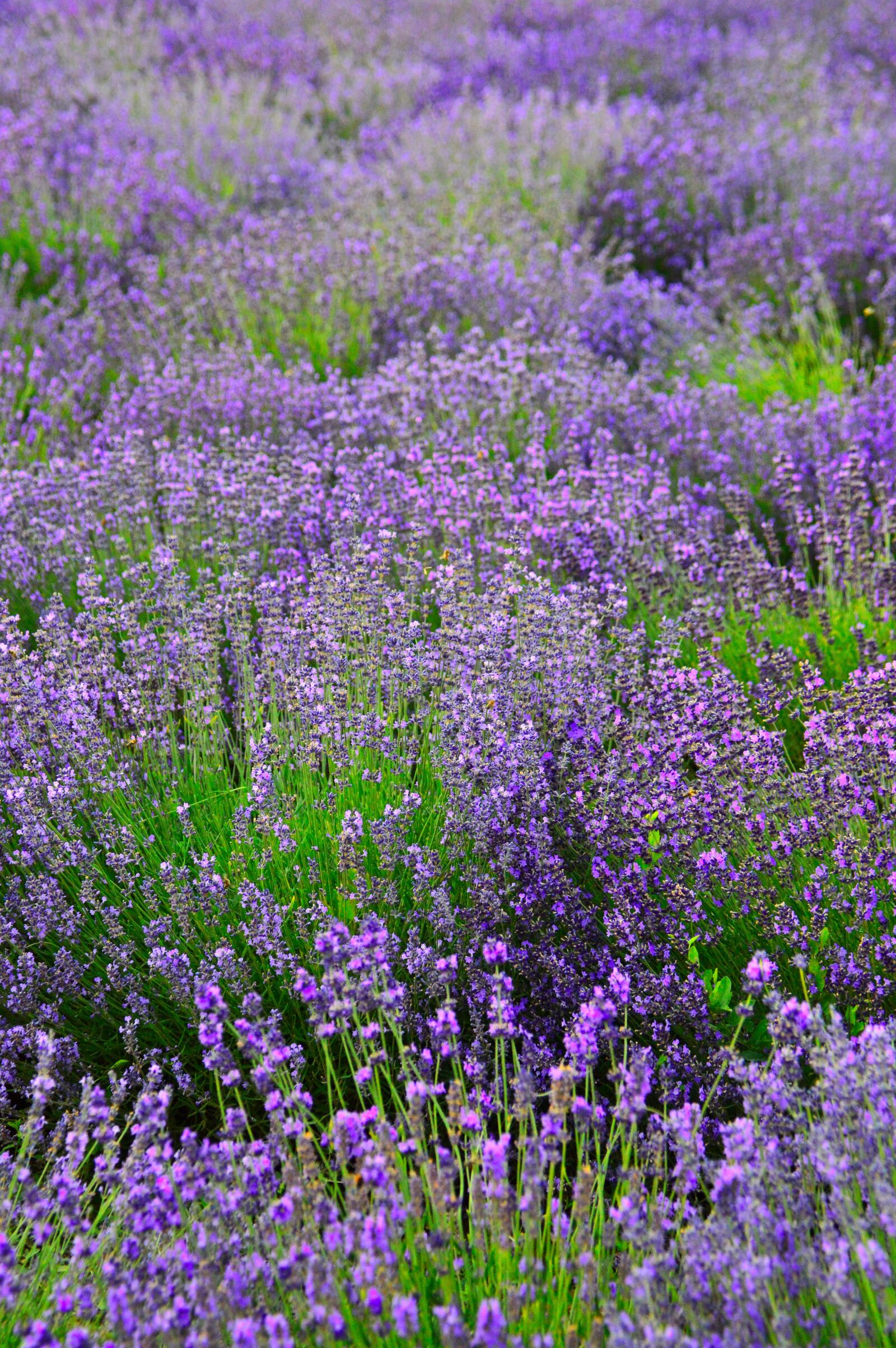Nikon D3200 sample photo. Lavender, lavender field, purple photography
