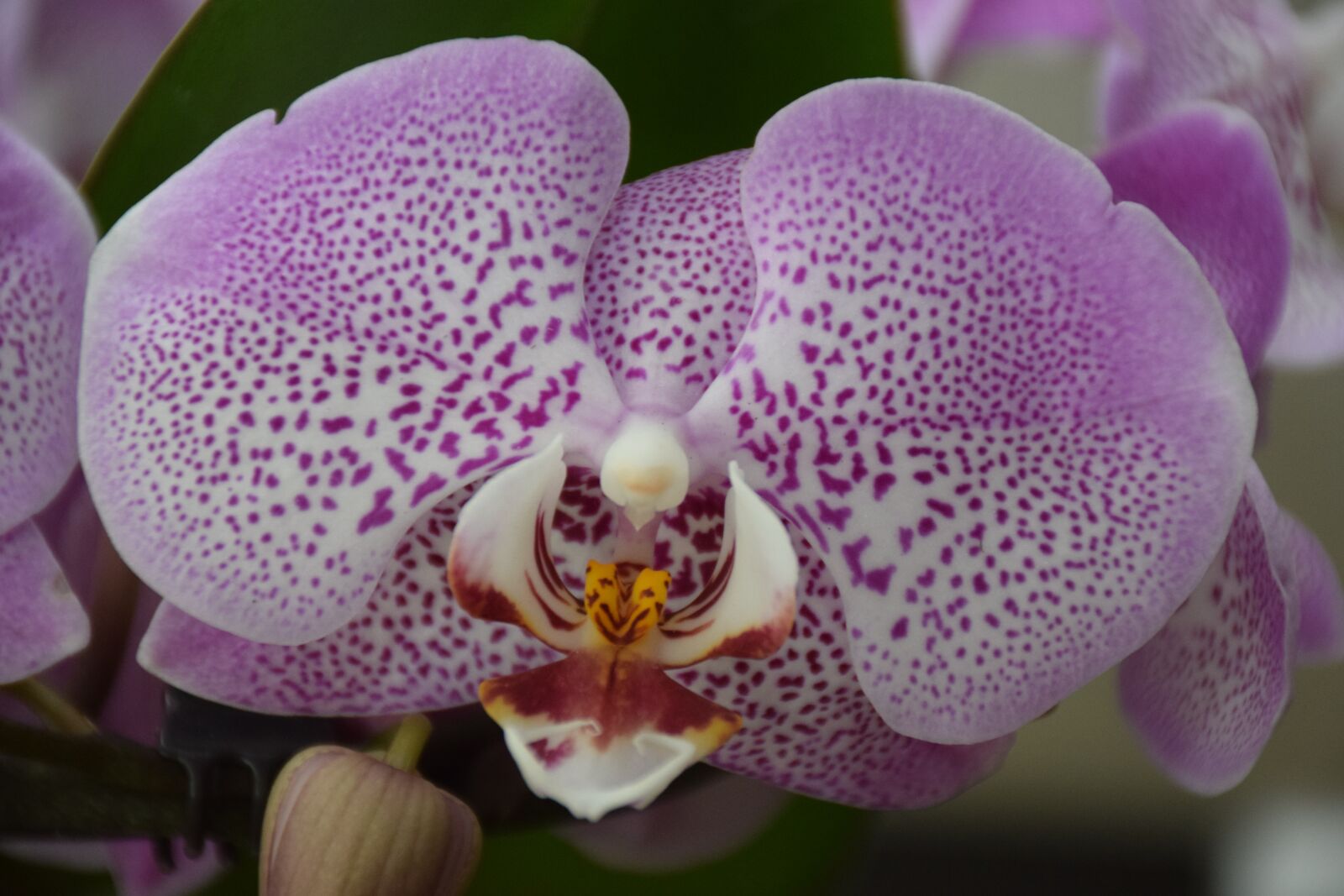 Nikon D3300 sample photo. Flower, orchid, purple photography