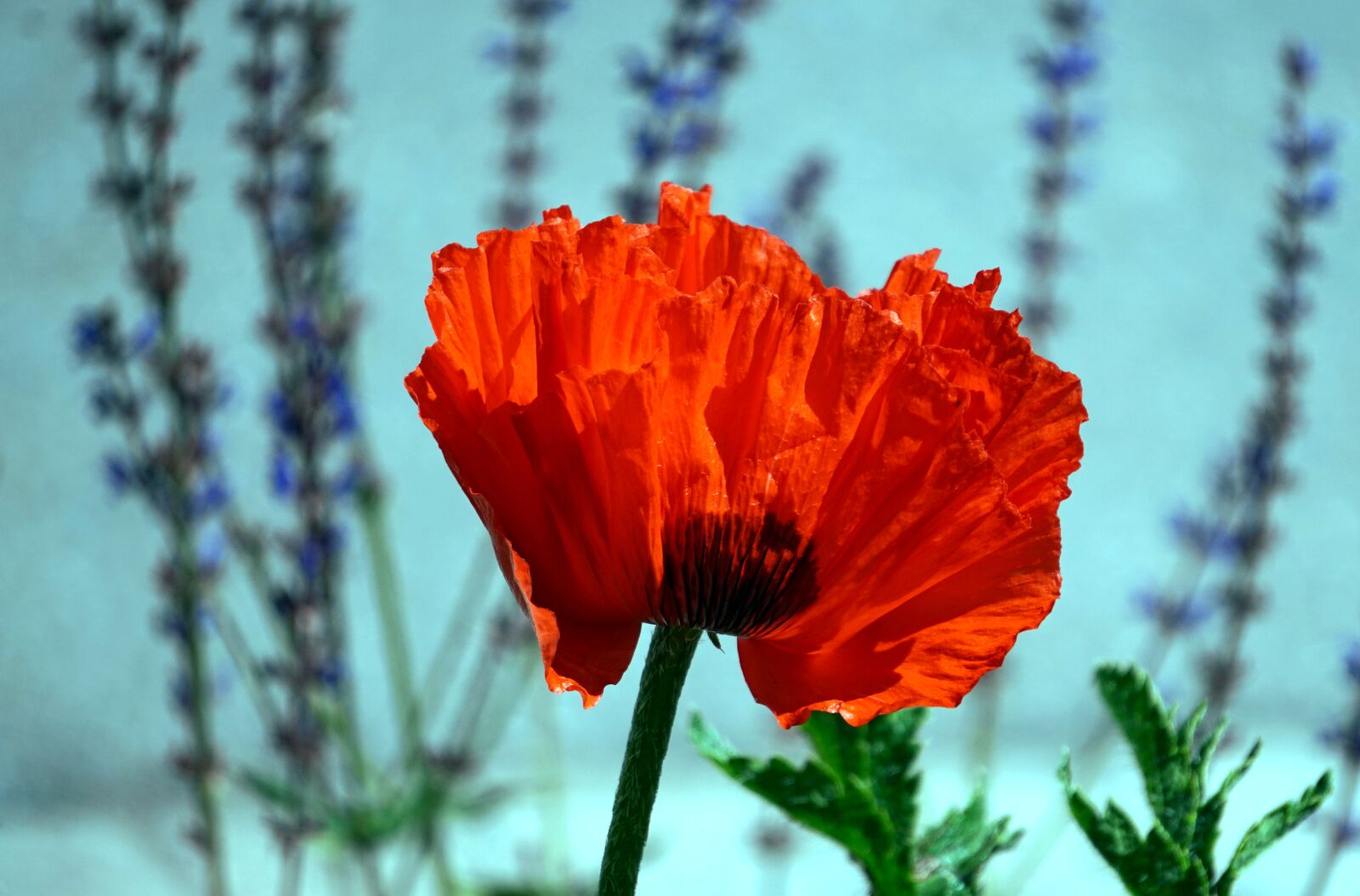 Sony Alpha a5000 (ILCE 5000) + Sony E 55-210mm F4.5-6.3 OSS sample photo. Poppy, blossom, bloom photography