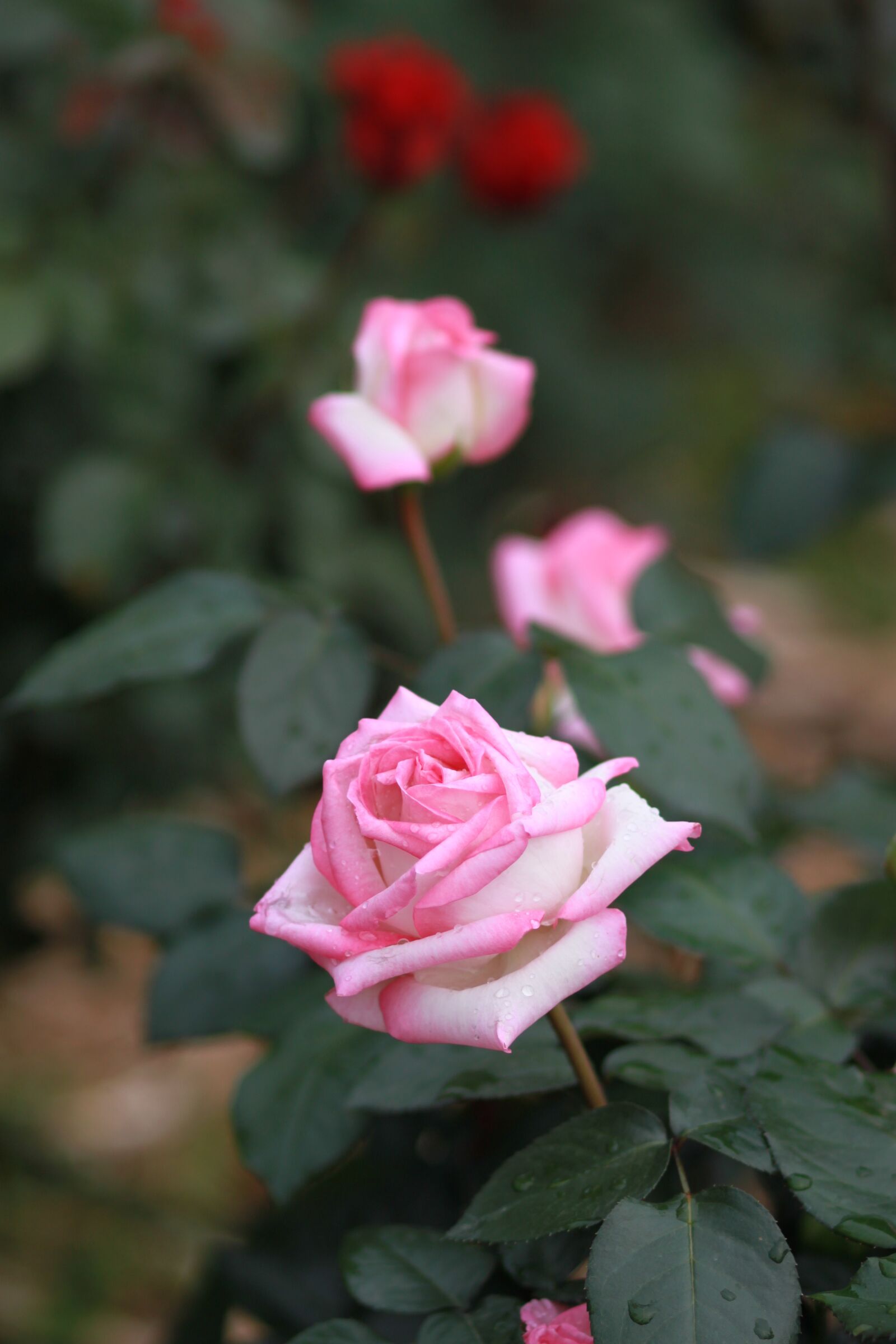 Canon EOS 500D (EOS Rebel T1i / EOS Kiss X3) sample photo. Flowers, nature, plants photography