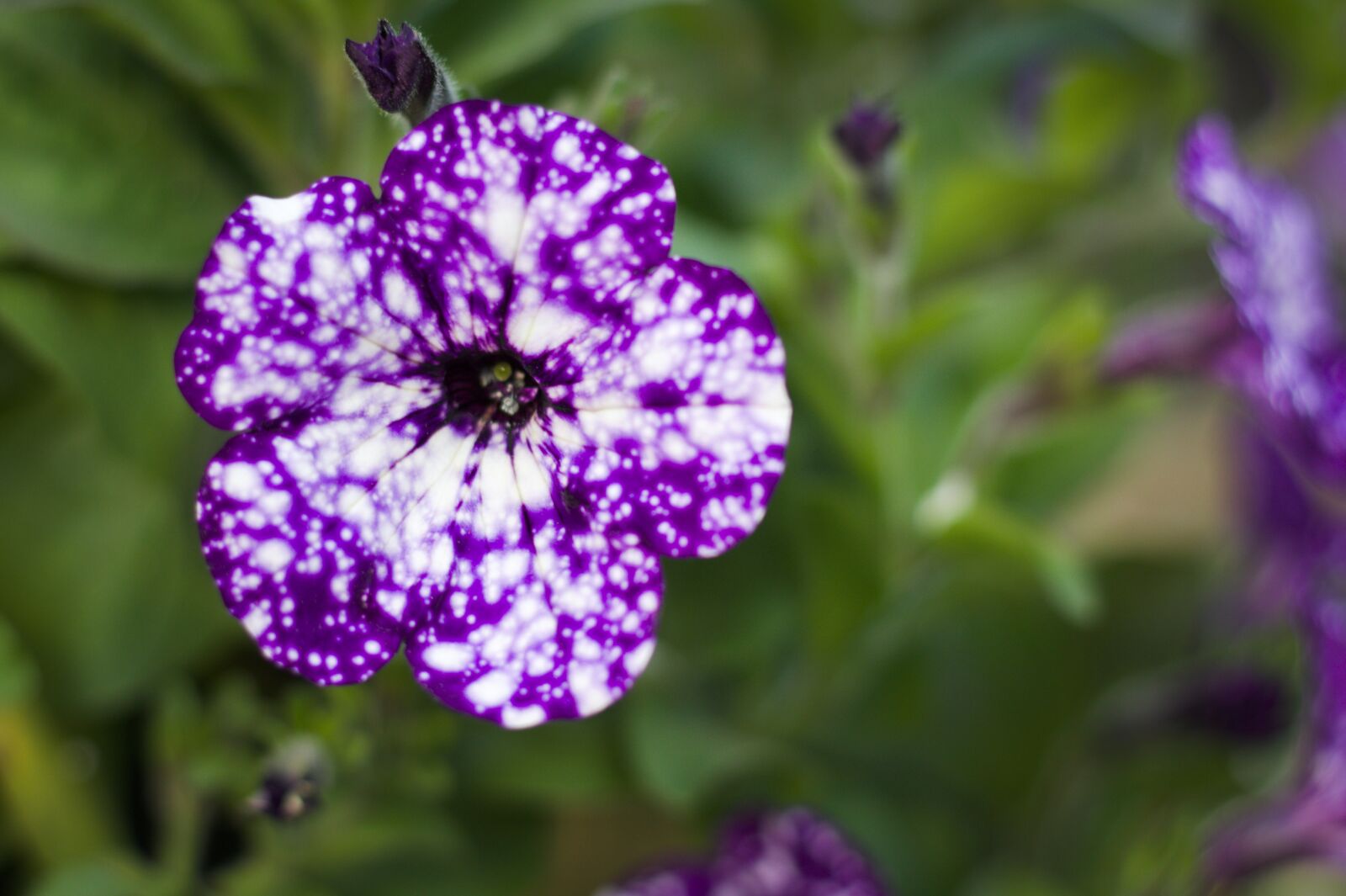 Canon EOS 1200D (EOS Rebel T5 / EOS Kiss X70 / EOS Hi) sample photo. Night sky petunia, petunia photography
