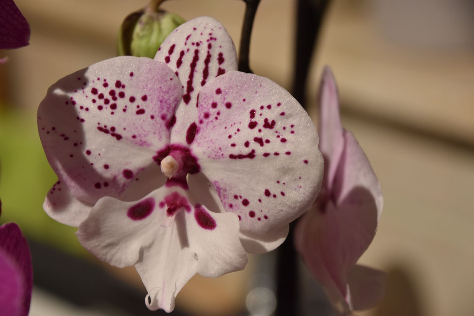 Nikon D5600 sample photo. Flower, plant, nature photography