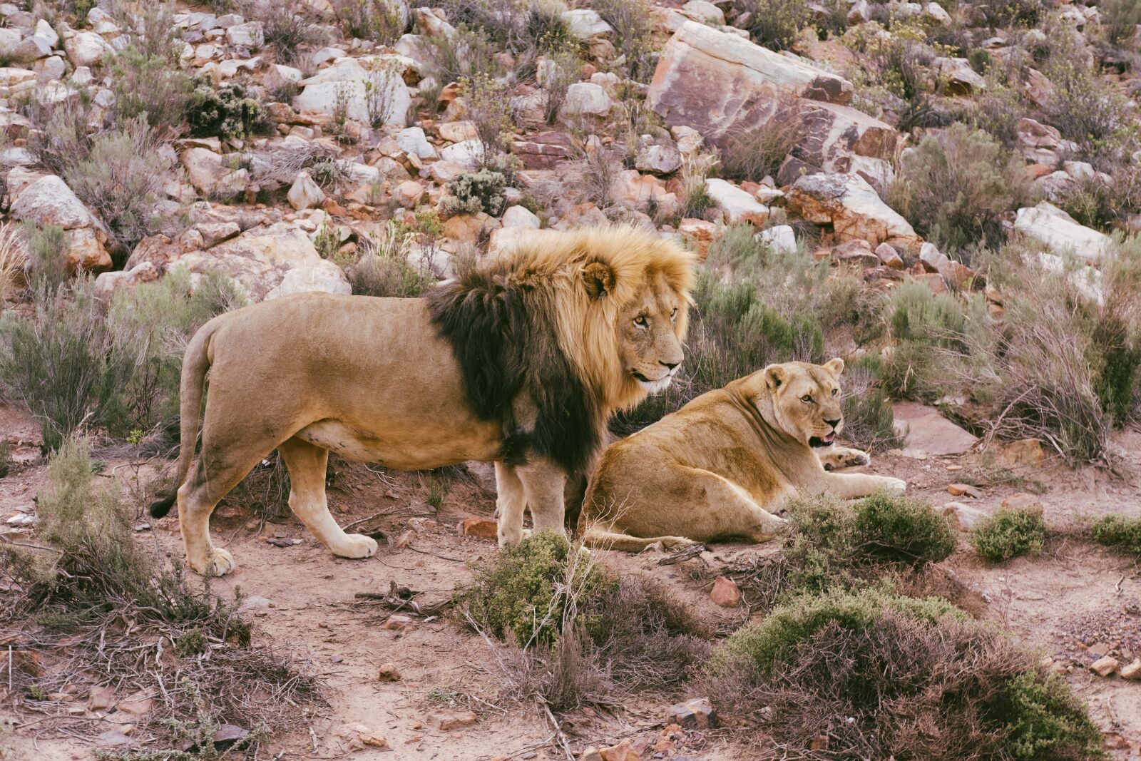 Fujifilm X-T3 + Fujifilm XF 35mm F2 R WR sample photo. Lion, safari, africa photography