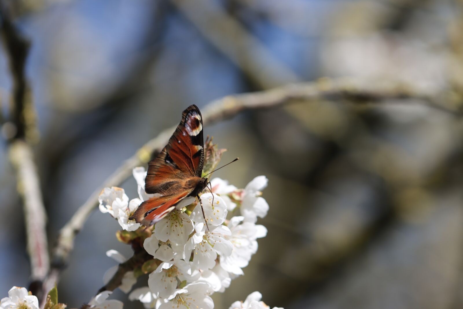 Canon EOS 90D sample photo. Peacock butterfly of the photography