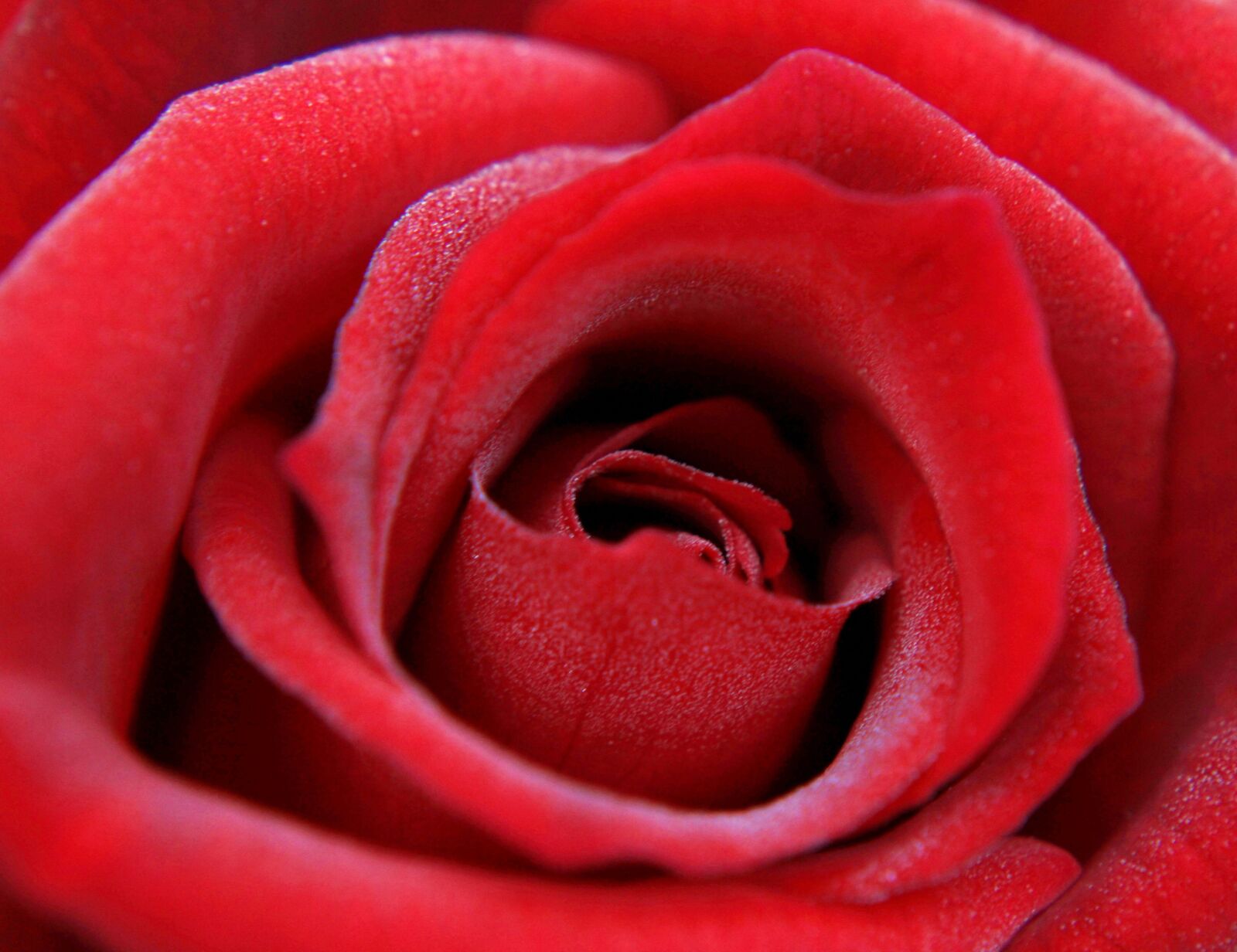 Canon EOS 2000D (EOS Rebel T7 / EOS Kiss X90 / EOS 1500D) sample photo. Red rose, rose, feeling photography