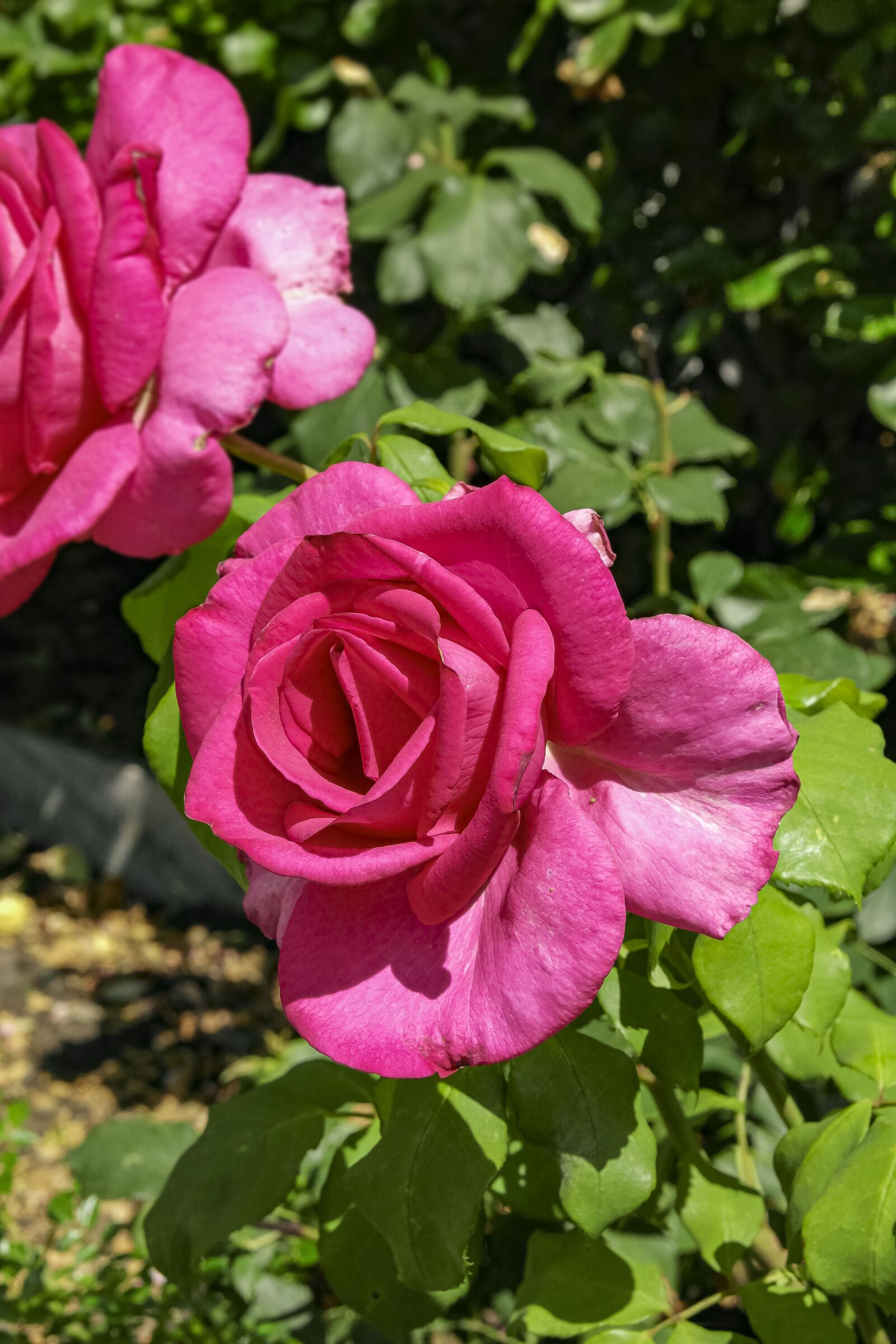 Samsung NX1100 sample photo. Flowers, nature, park photography