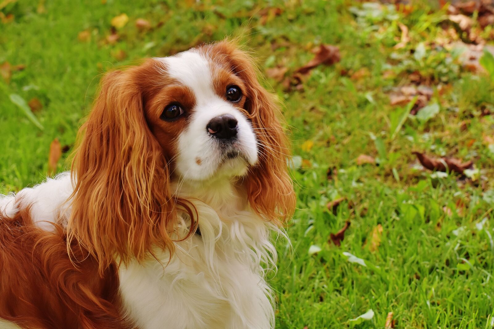 Nikon D7200 sample photo. Dog, cavalier king charles photography
