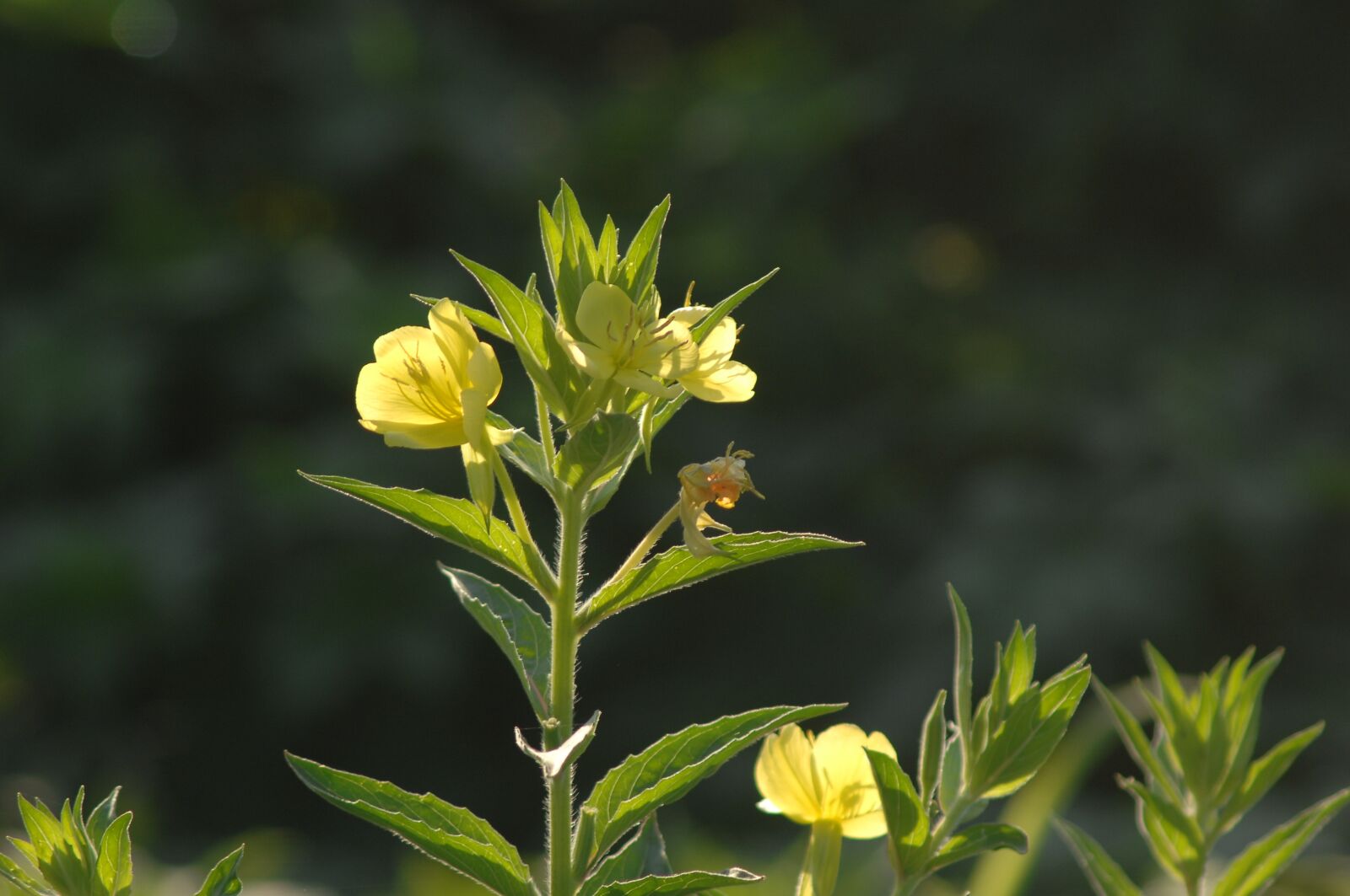 Nikon D2Xs sample photo. Evening primrose, sunshine, flowers photography