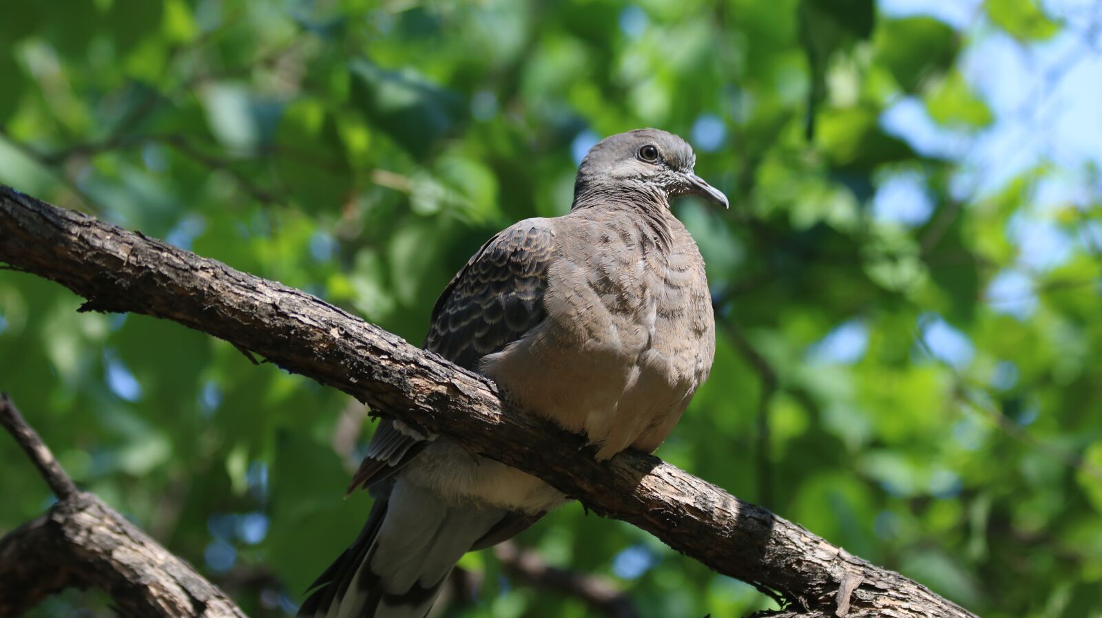 Canon EOS 750D (EOS Rebel T6i / EOS Kiss X8i) sample photo. Nature, new, wildlife photography