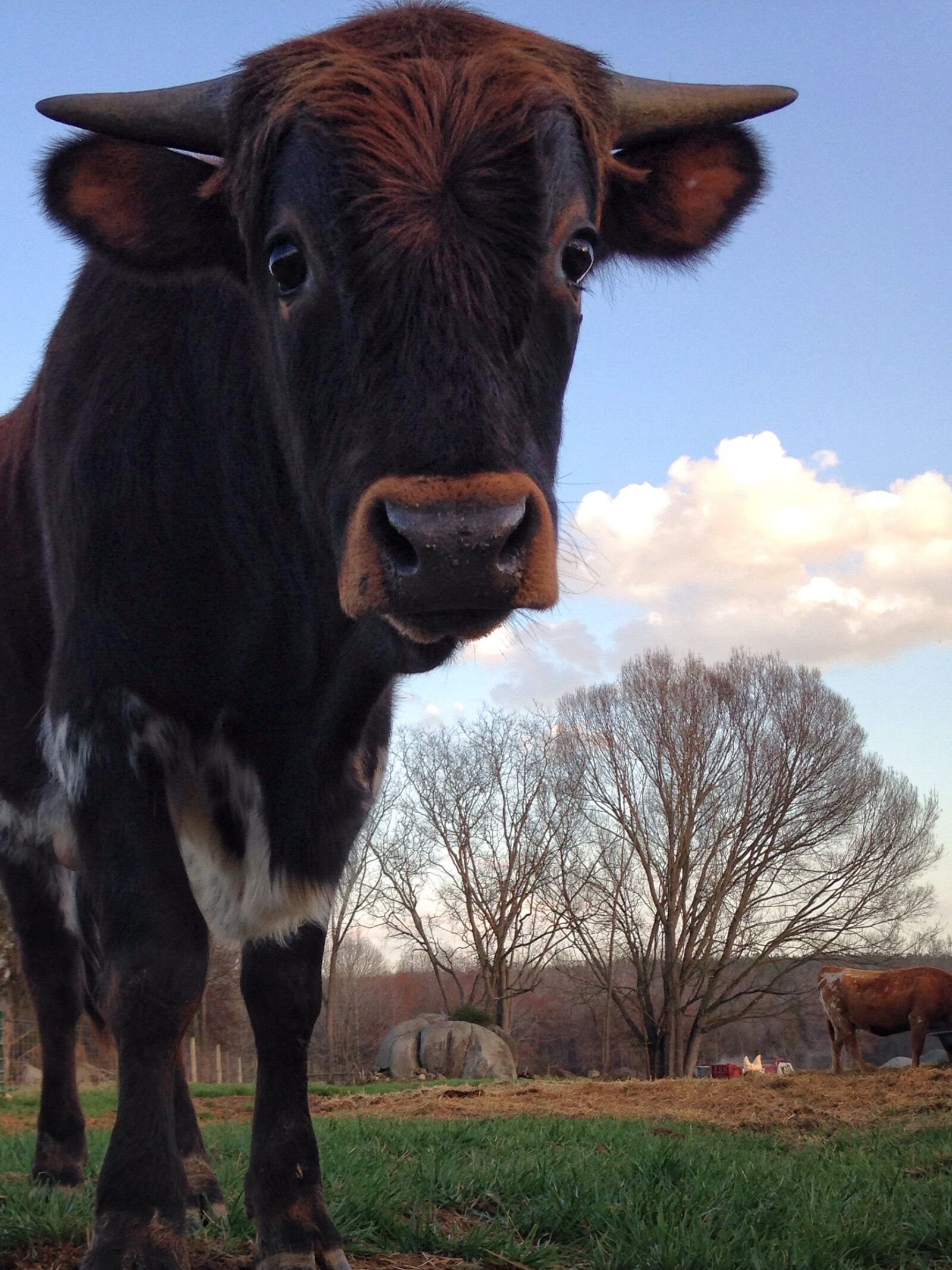 iPhone 5c back camera 4.12mm f/2.4 sample photo. Cow, cattle, mammal photography