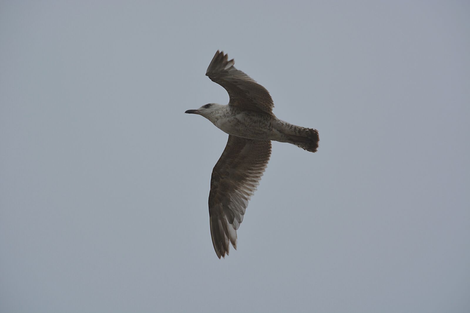 Nikon D5200 sample photo. Bird, gull, animal photography