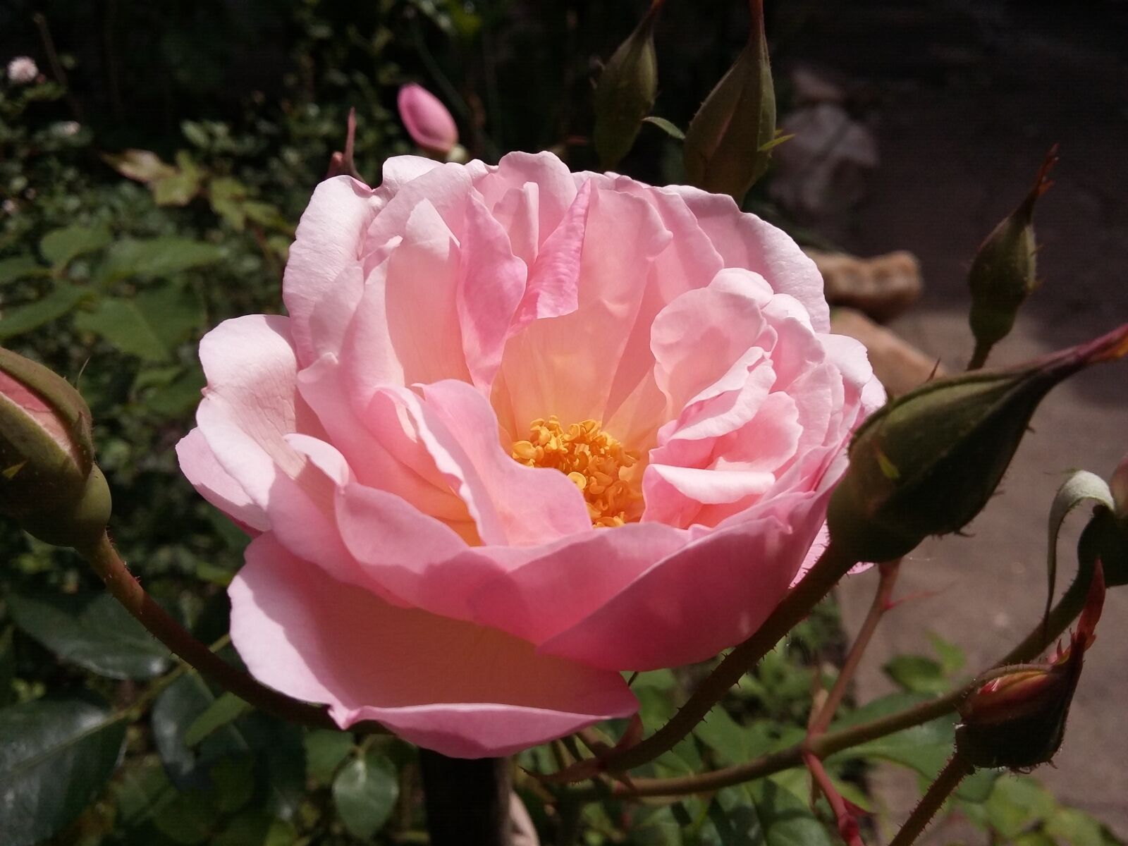 Samsung Galaxy A3 sample photo. Rosa, pink, spring photography