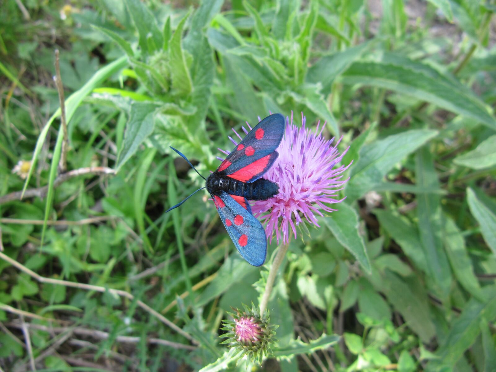Canon PowerShot SX200 IS sample photo. Butterfly, flower, nature photography