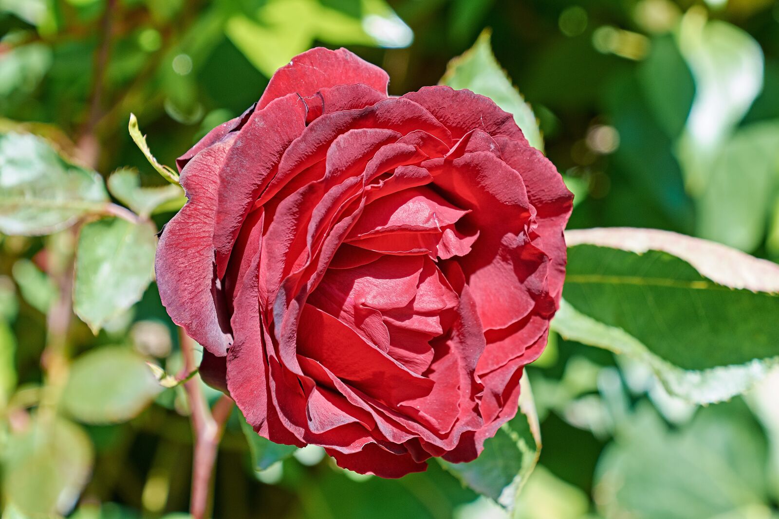 Nikon D7200 sample photo. Rosa, flower, spring photography
