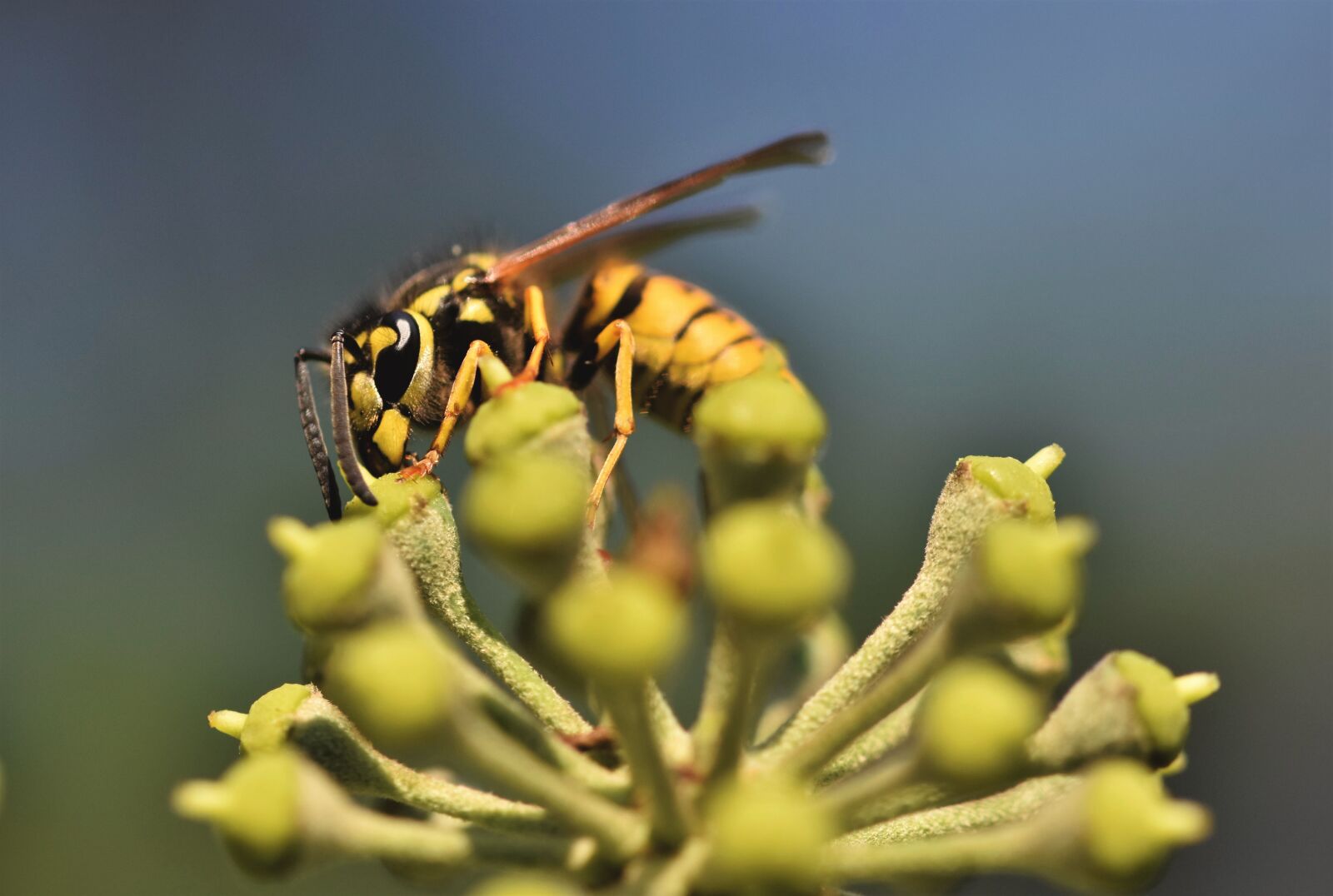 Nikon D7200 sample photo. Wasp, insect, entomology photography