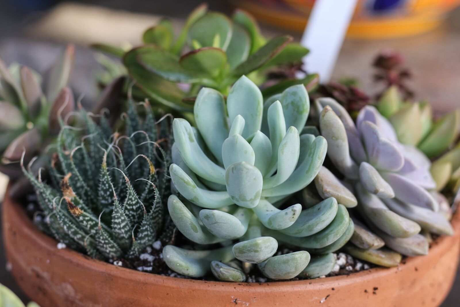 Canon EOS 60D + Canon EF 50mm F1.8 STM sample photo. Succulents, bowl, planter photography