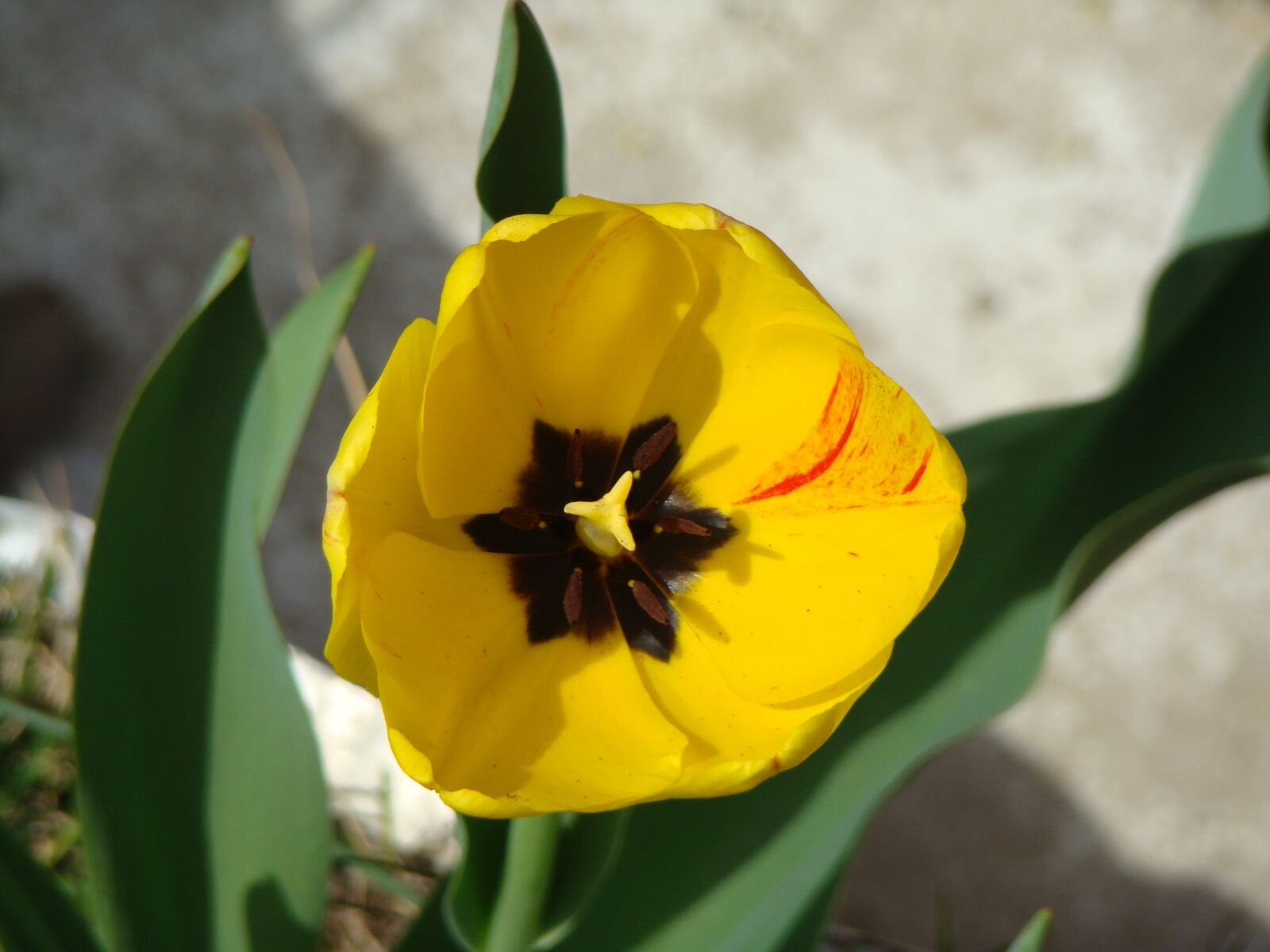 Sony DSC-H9 sample photo. Flower, plant, yellow photography