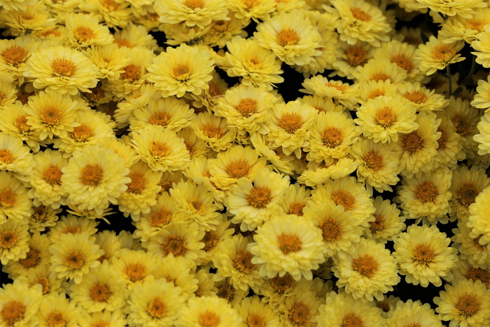 Canon EF 70-300 F4-5.6 IS II USM sample photo. Yellow chrisanthemum, plant, flowers photography