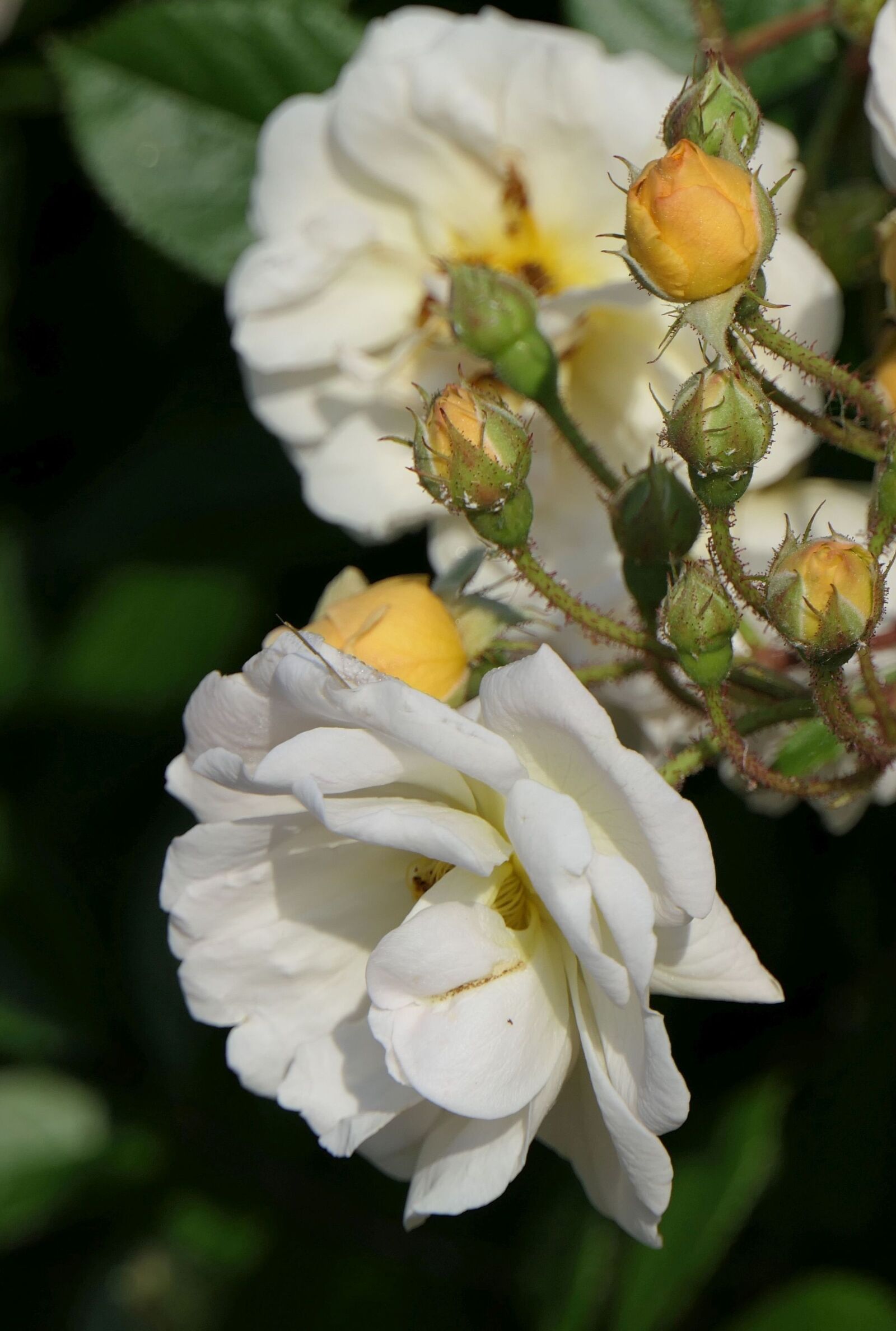 Panasonic Lumix DMC-FZ2500 (Lumix DMC-FZ2000) sample photo. Roses, flowers, bud photography