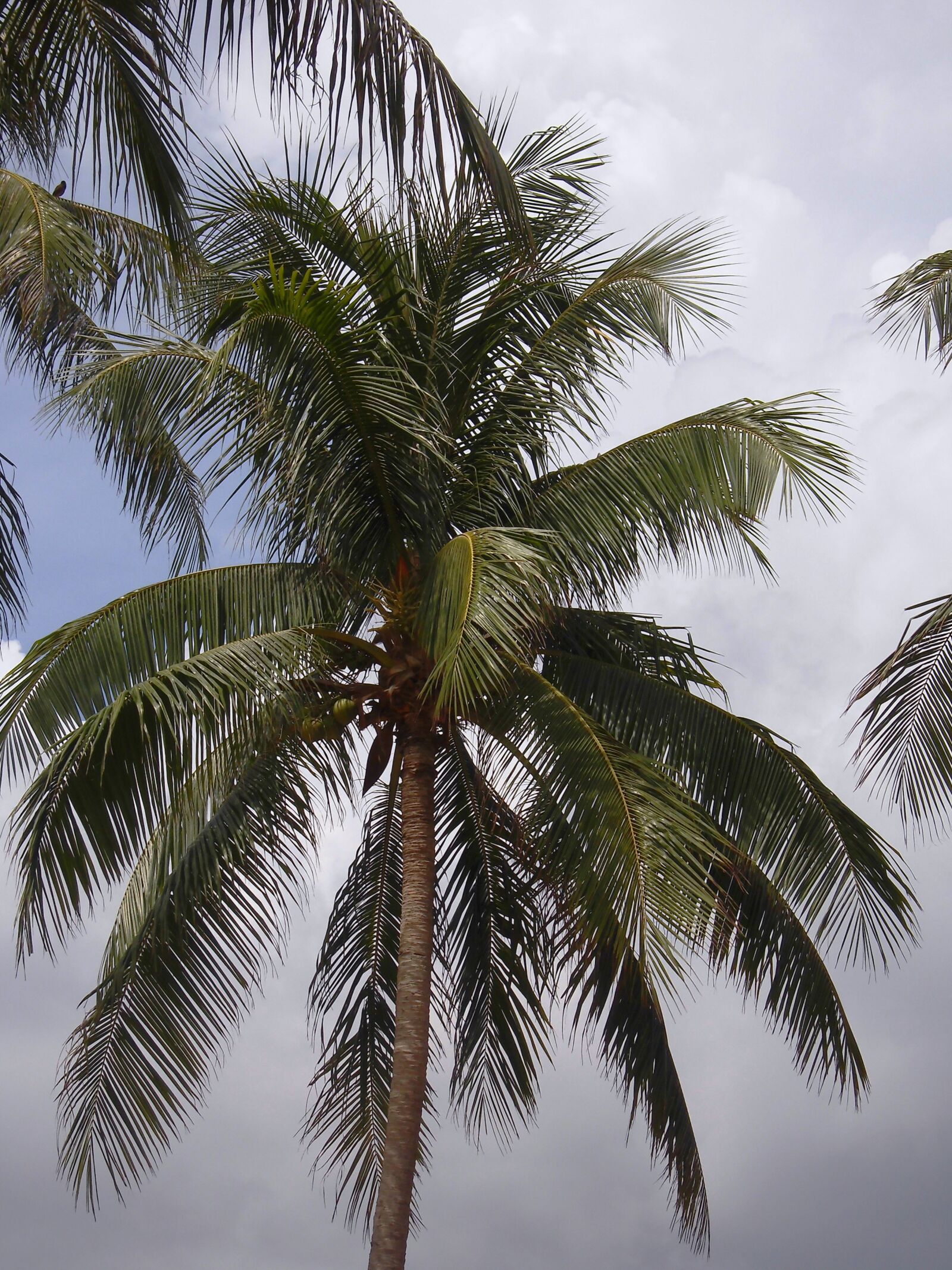 MEDION MD86824 sample photo. Wedel, palm, leaf photography
