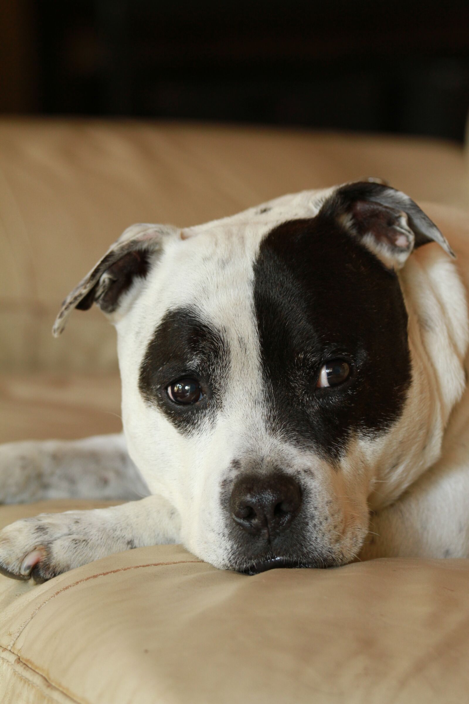 Canon EF 70-200mm F4L IS USM sample photo. Staffy, staffordshire bull terrier photography