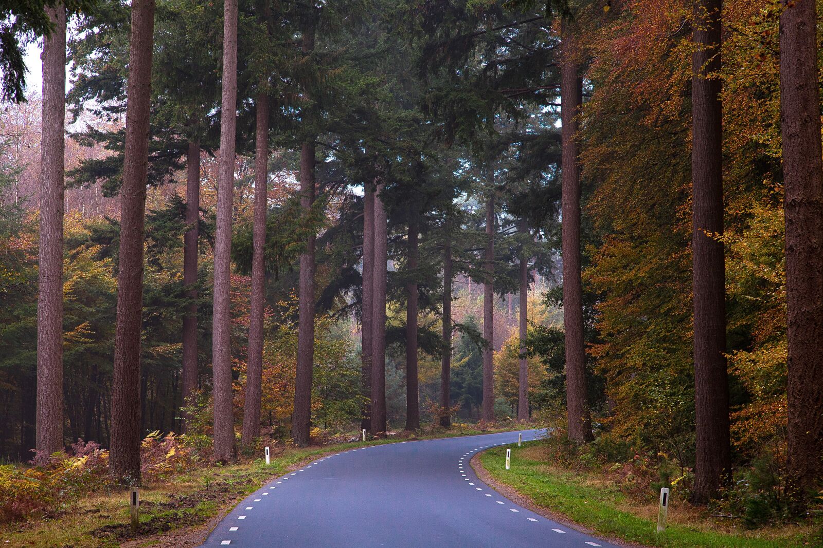 Canon EOS 6D + Canon EF 24-105mm F4L IS USM sample photo. Lochem, forest, trees photography