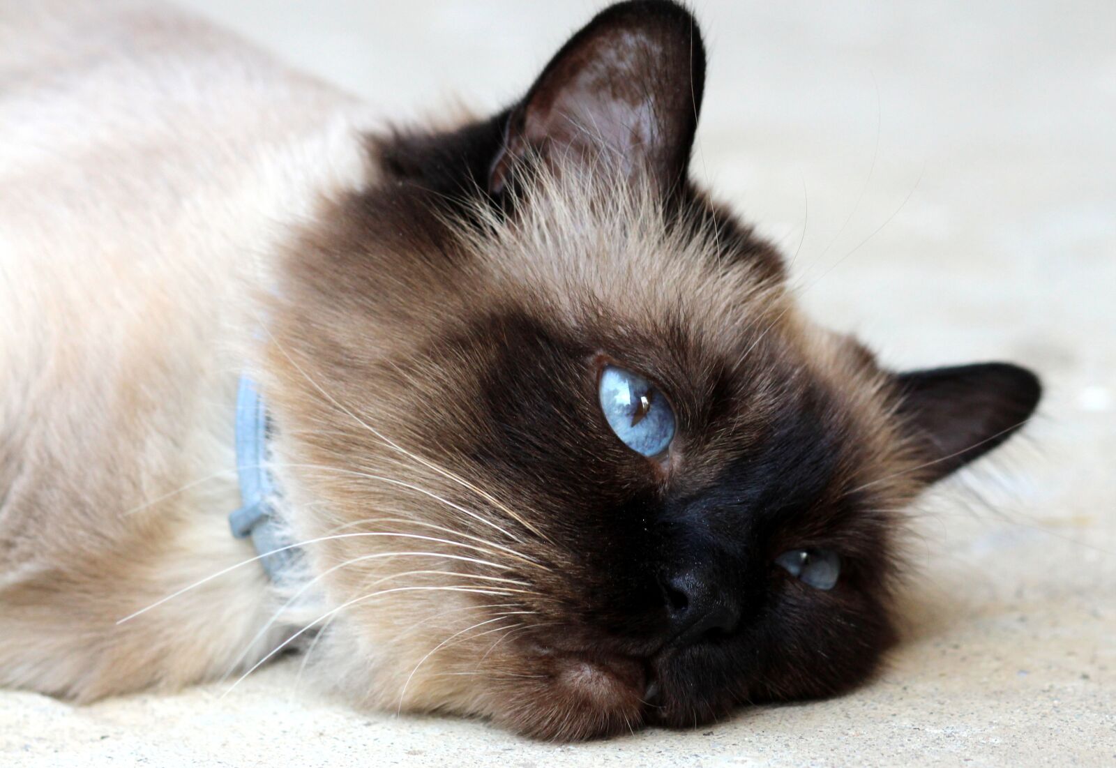 Canon EOS 700D (EOS Rebel T5i / EOS Kiss X7i) + Canon EF 85mm F1.8 USM sample photo. Cat, burmese, tired photography