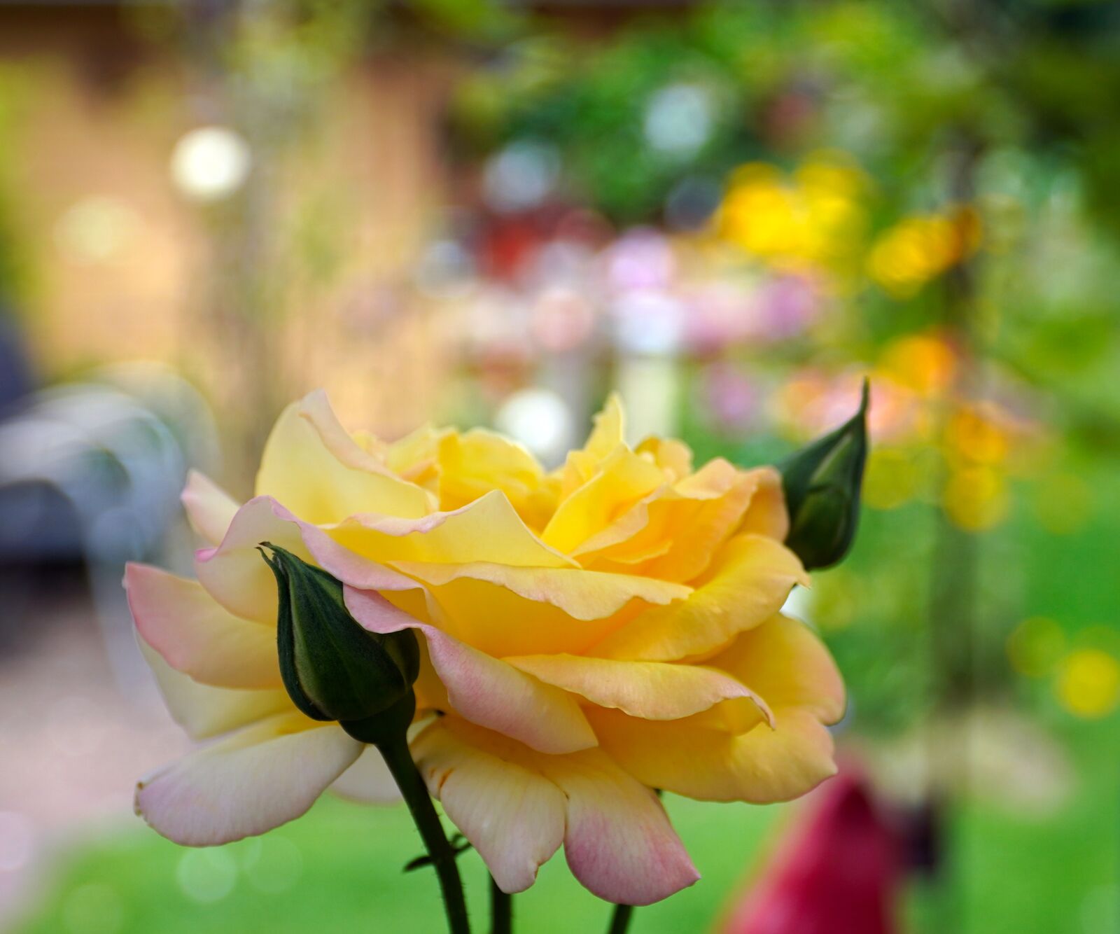 Sony a6400 + Sony E PZ 18-105mm F4 G OSS sample photo. Rose, yellow, blossom photography