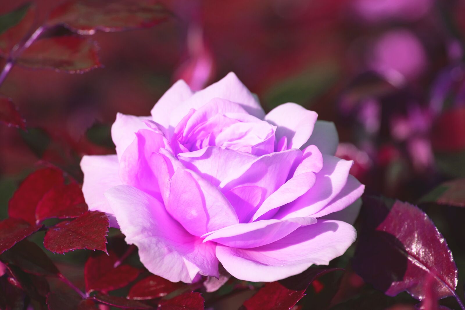 Canon EF-S 55-250mm F4-5.6 IS STM sample photo. Rose, blossom, bloom photography