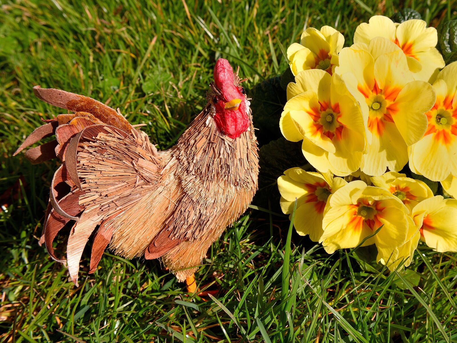 Nikon D5500 sample photo. Hen, primrose, rush photography