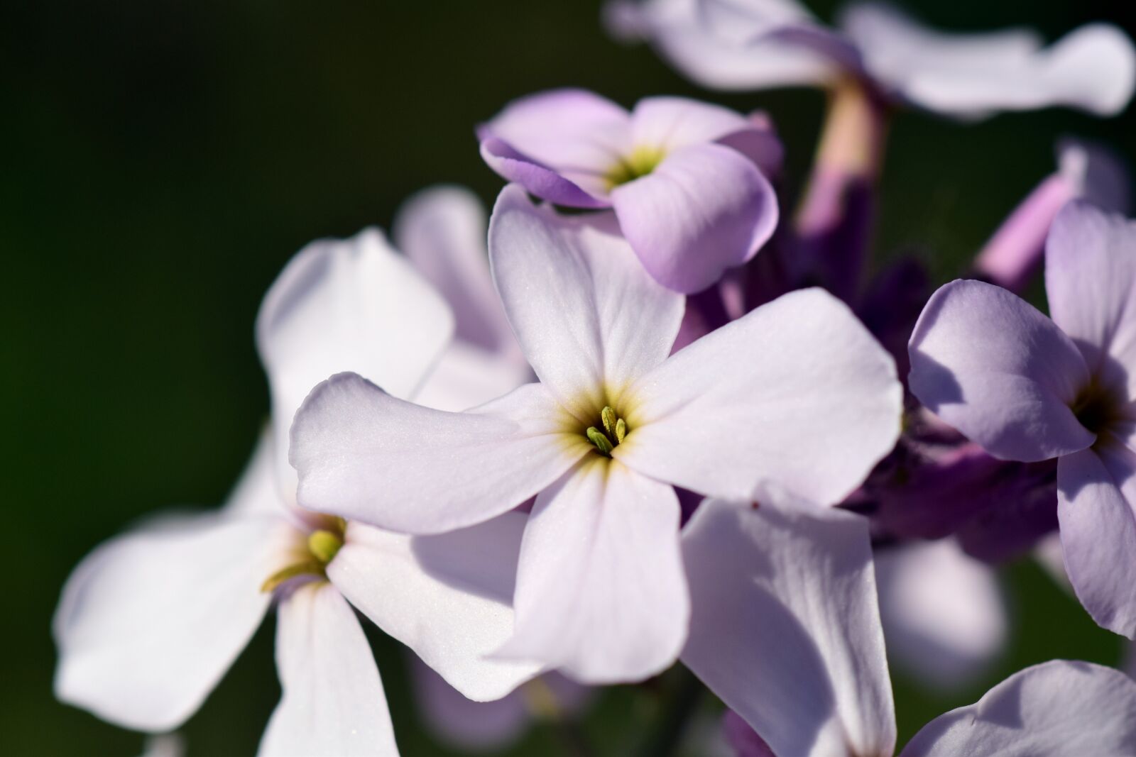 Nikon D3300 sample photo. Gilliflower, hespers matronalis, flower photography