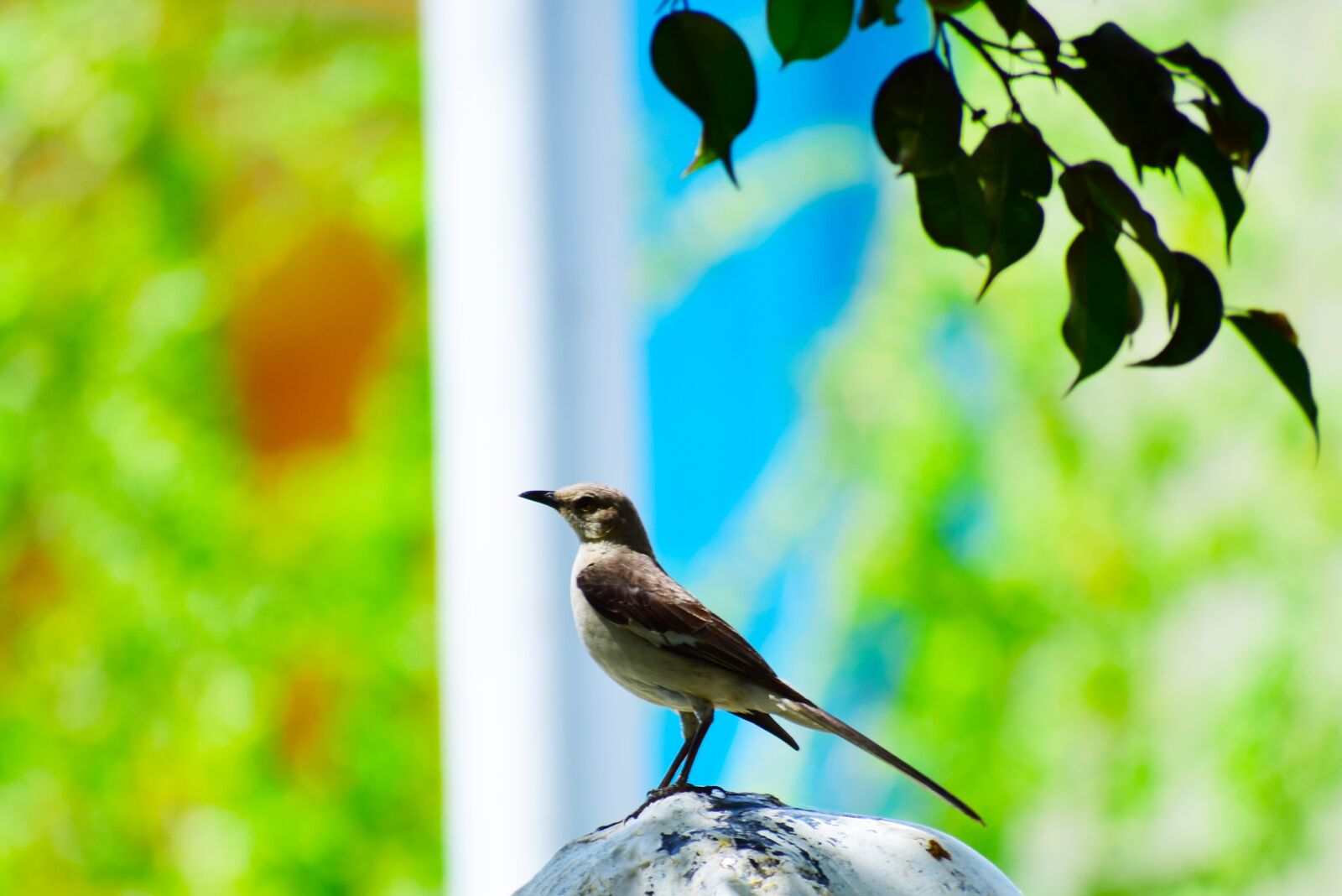 Nikon D5300 sample photo. Birds, nightingale, ave photography