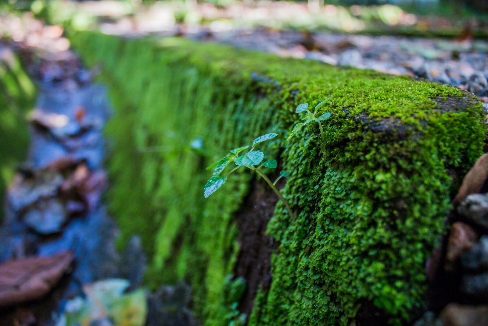Canon EF-S 18-55mm F3.5-5.6 IS sample photo. Moss, step, stone photography