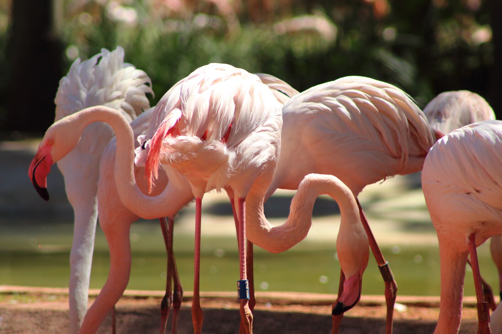Canon EOS 1300D (EOS Rebel T6 / EOS Kiss X80) sample photo. Flamingo, bird, animal photography