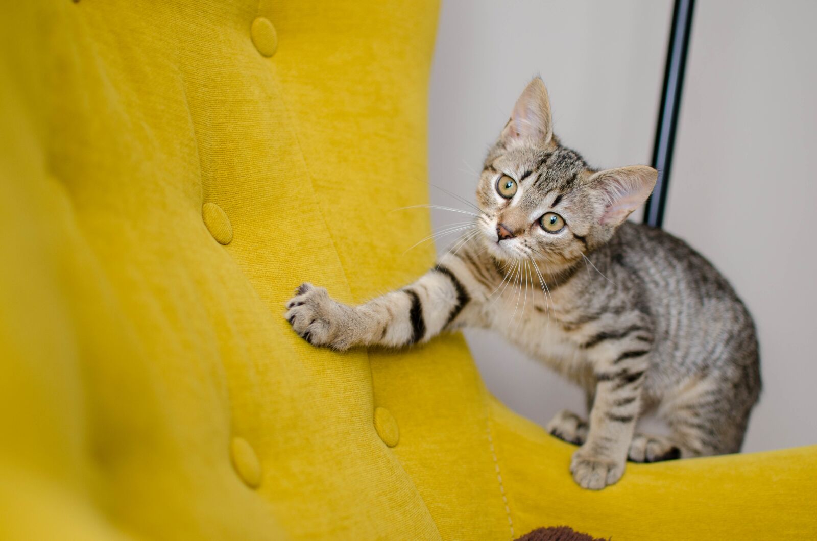 Nikon D7000 sample photo. Cat, bury cat, domestic photography