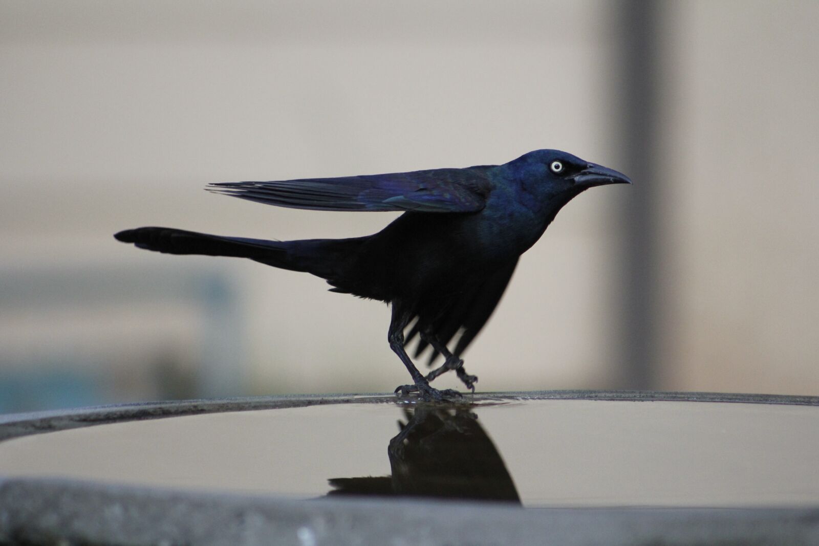 Canon EOS 550D (EOS Rebel T2i / EOS Kiss X4) sample photo. Common grackle, bird, grackle photography