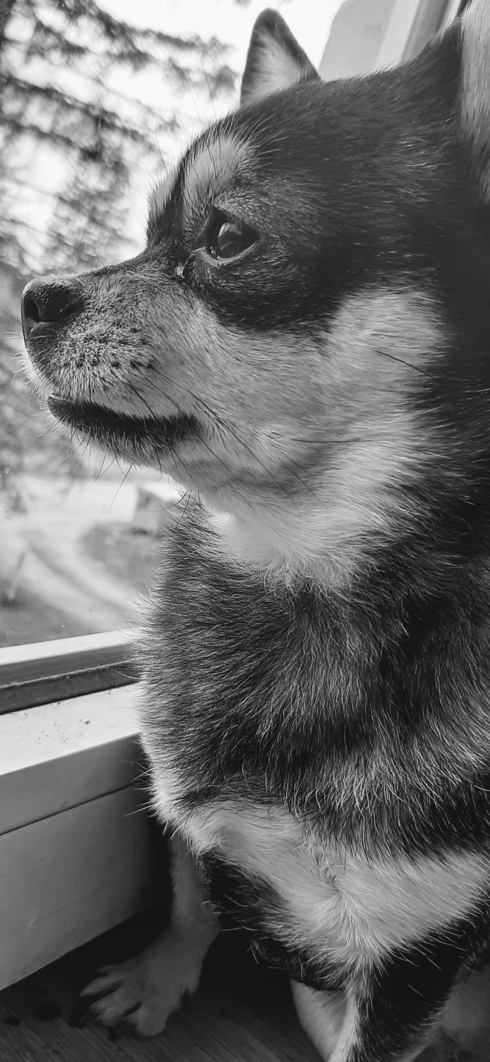Samsung Galaxy A50 sample photo. Dog, white and black photography