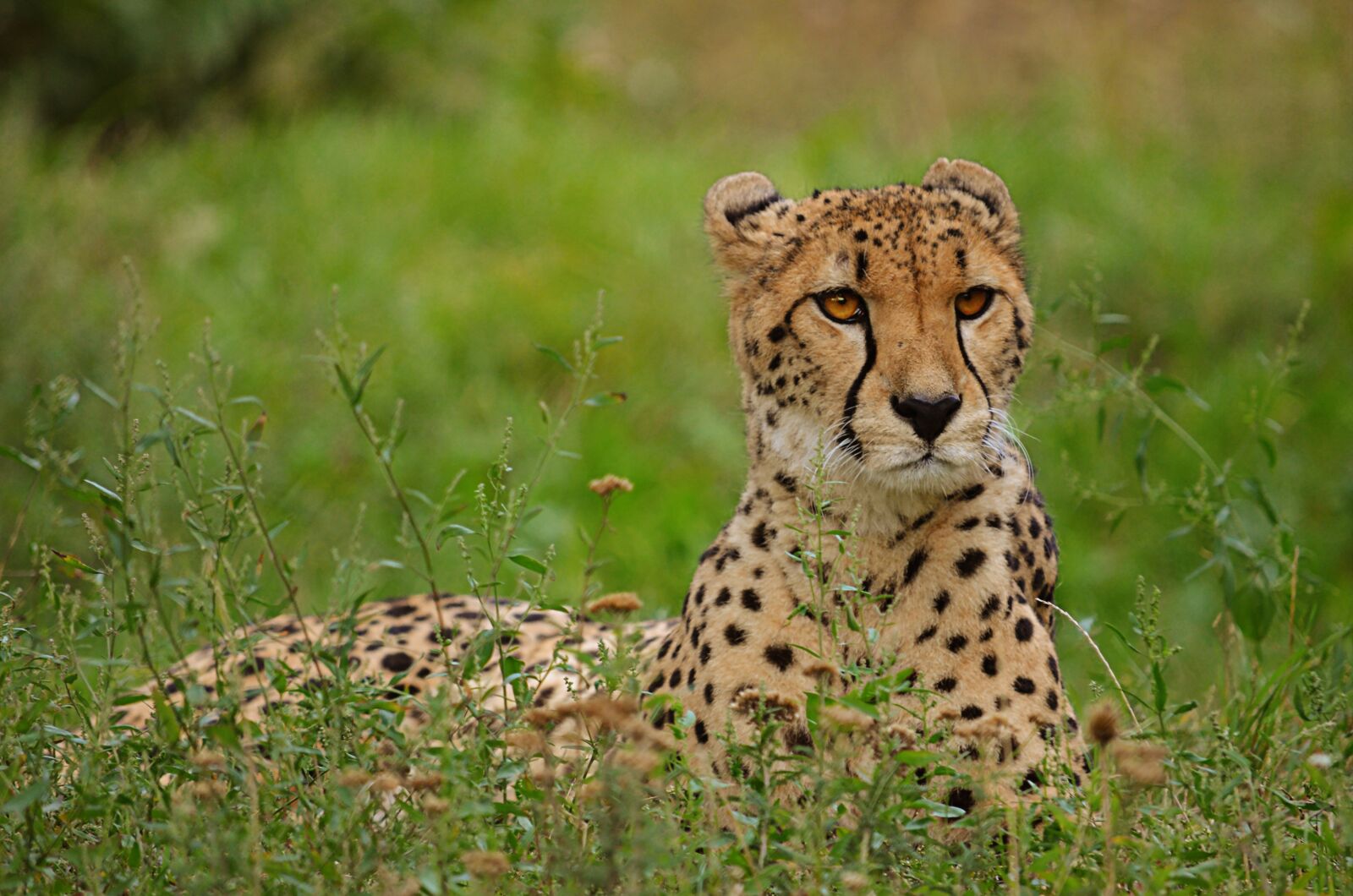 Nikon D5100 sample photo. Cheetah, big cat, nature photography