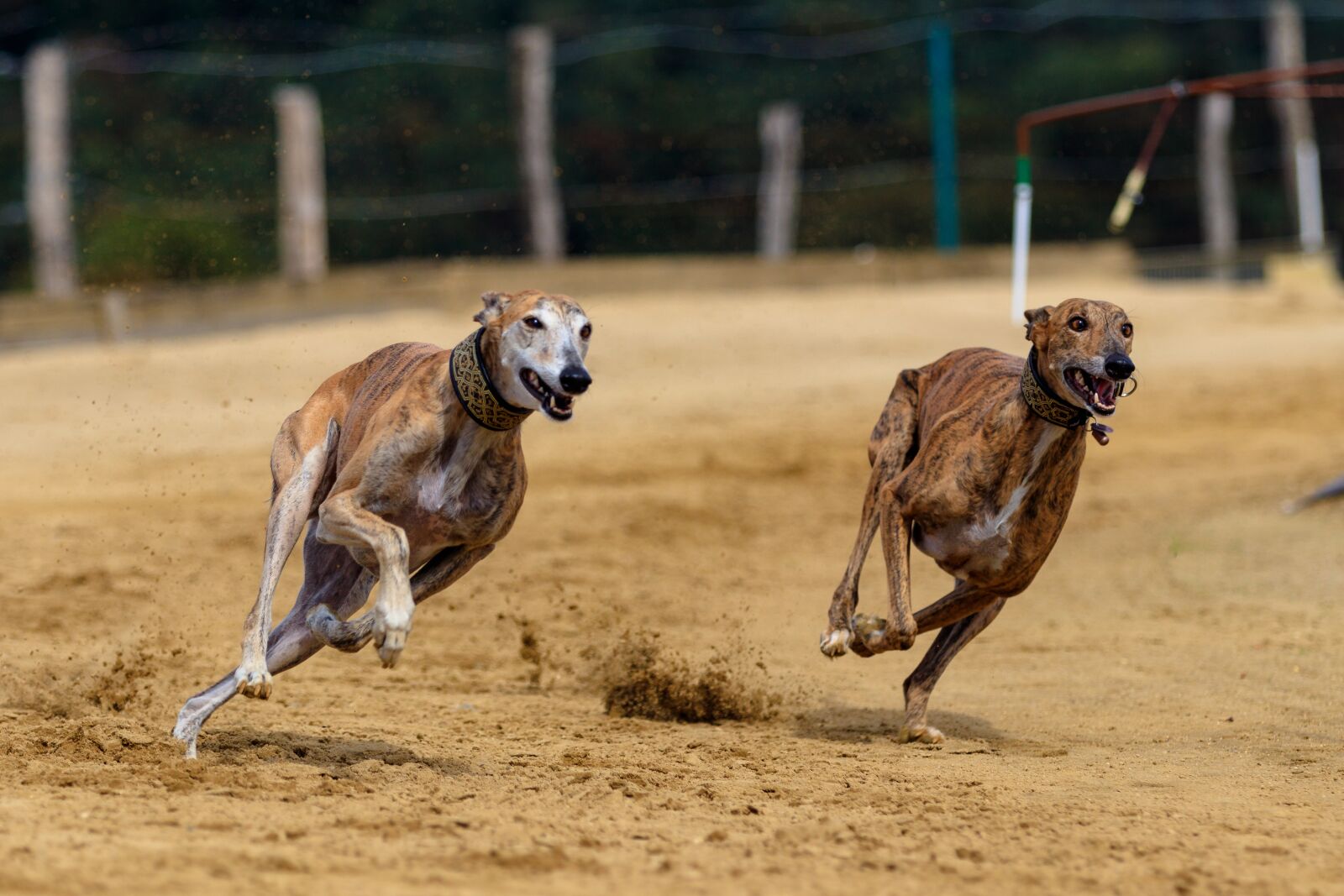 Canon EOS 80D sample photo. Dog, greyhound, pet photography