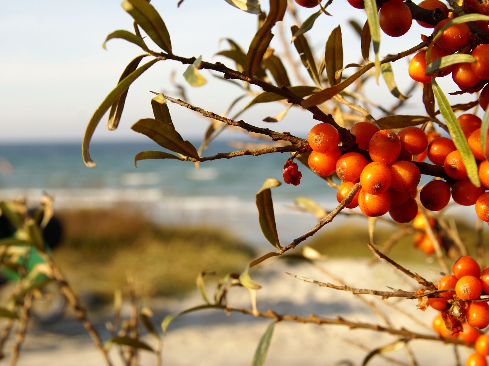 Sony Alpha DSLR-A100 sample photo. Sea buckthorn, in the photography