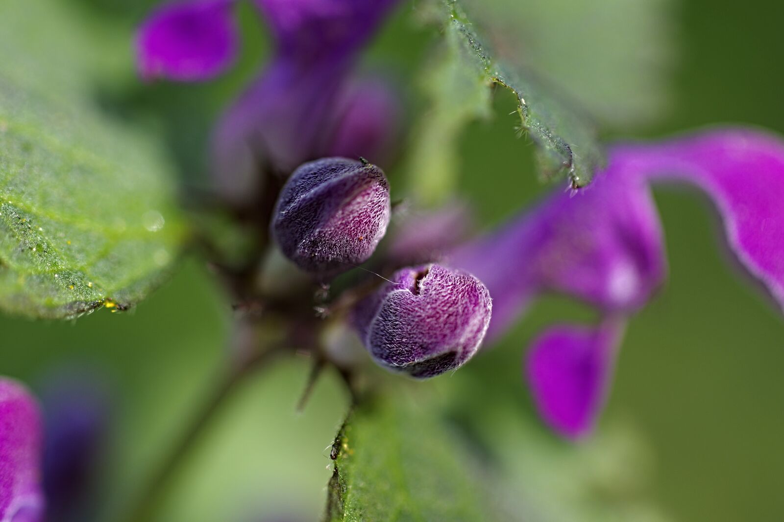 Pentax K-3 sample photo. Nature, flowers, macro photography
