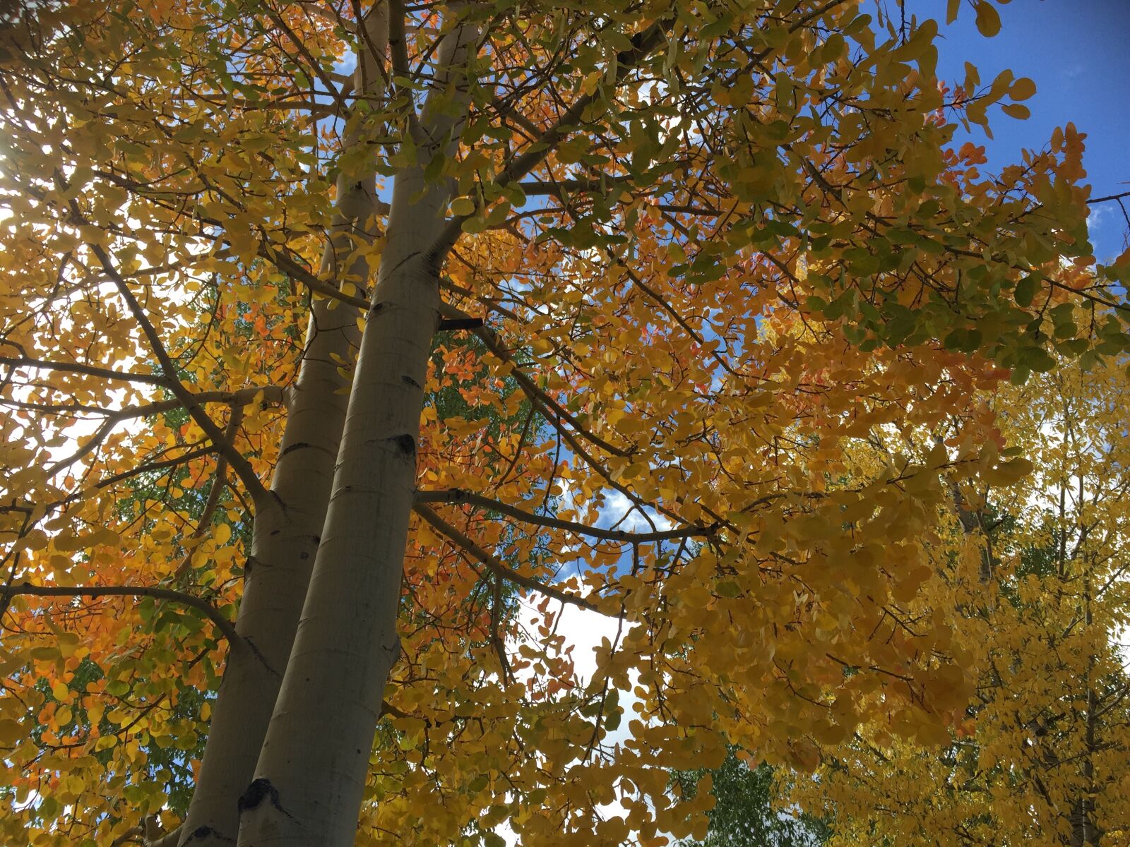 iPhone 6 Plus back camera 4.15mm f/2.2 sample photo. Fall, trees, colorado photography
