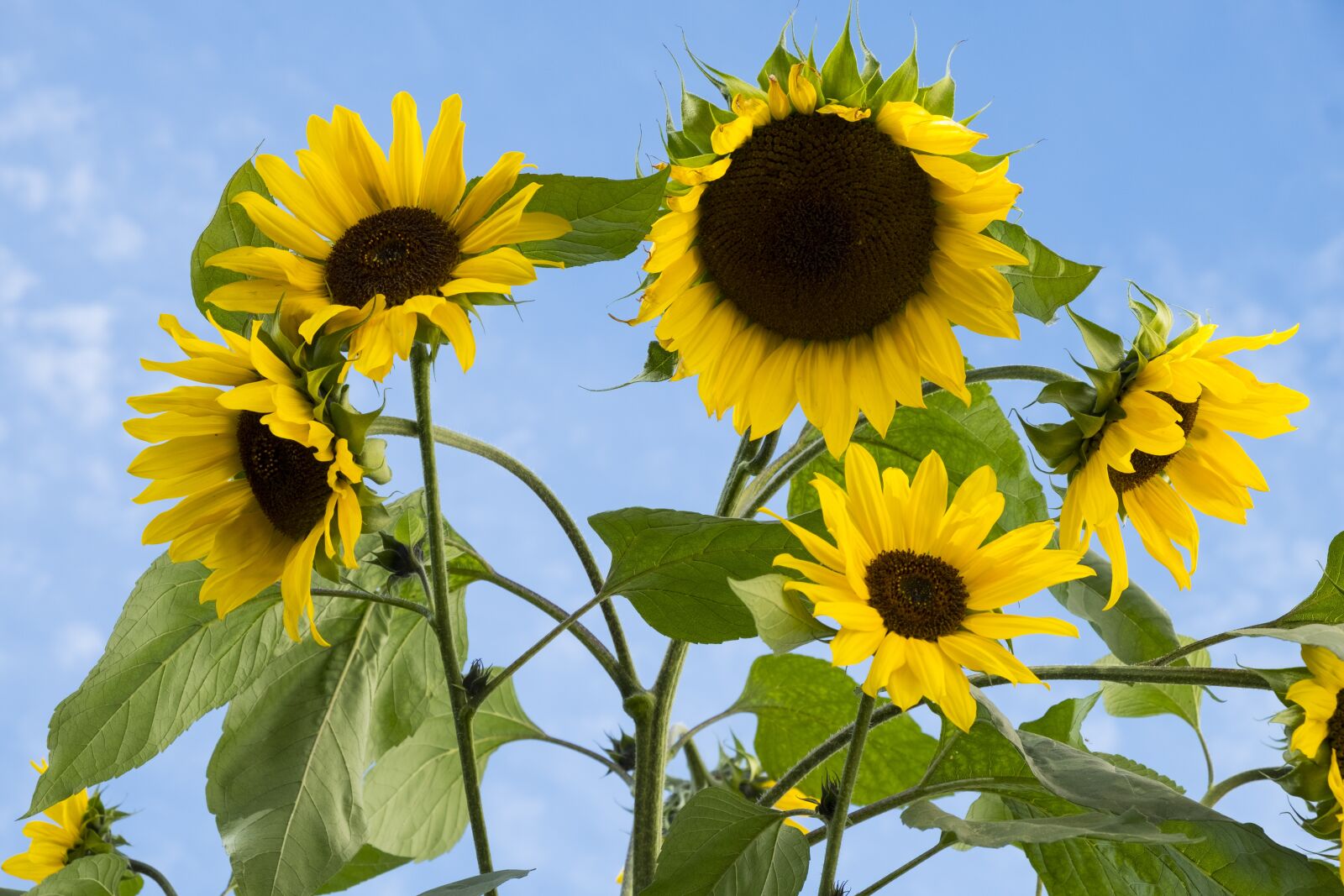 Fujifilm XF 18-55mm F2.8-4 R LM OIS sample photo. Sunflower, flower, plant photography