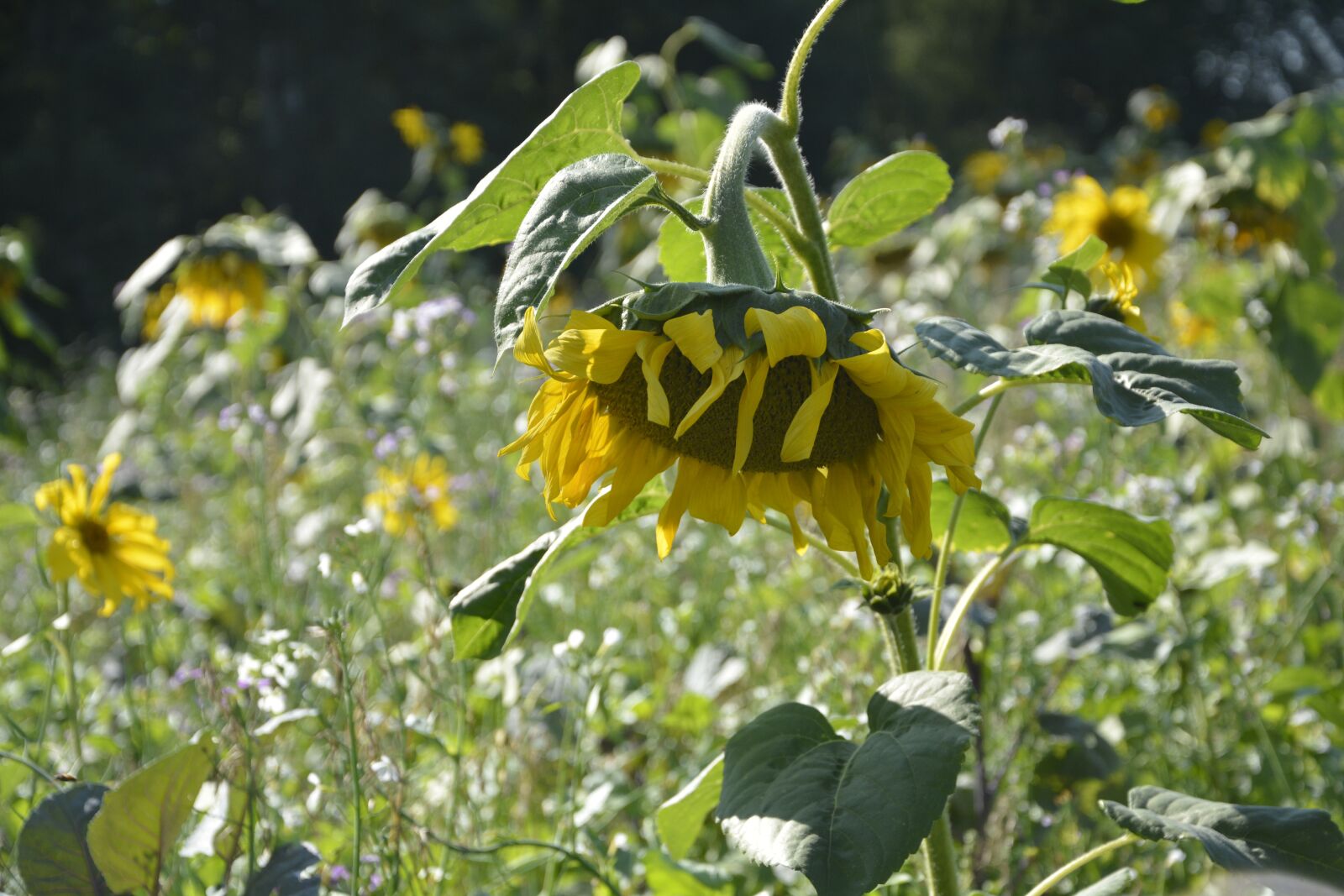 Nikon D7100 sample photo. Nature, flower, plant photography