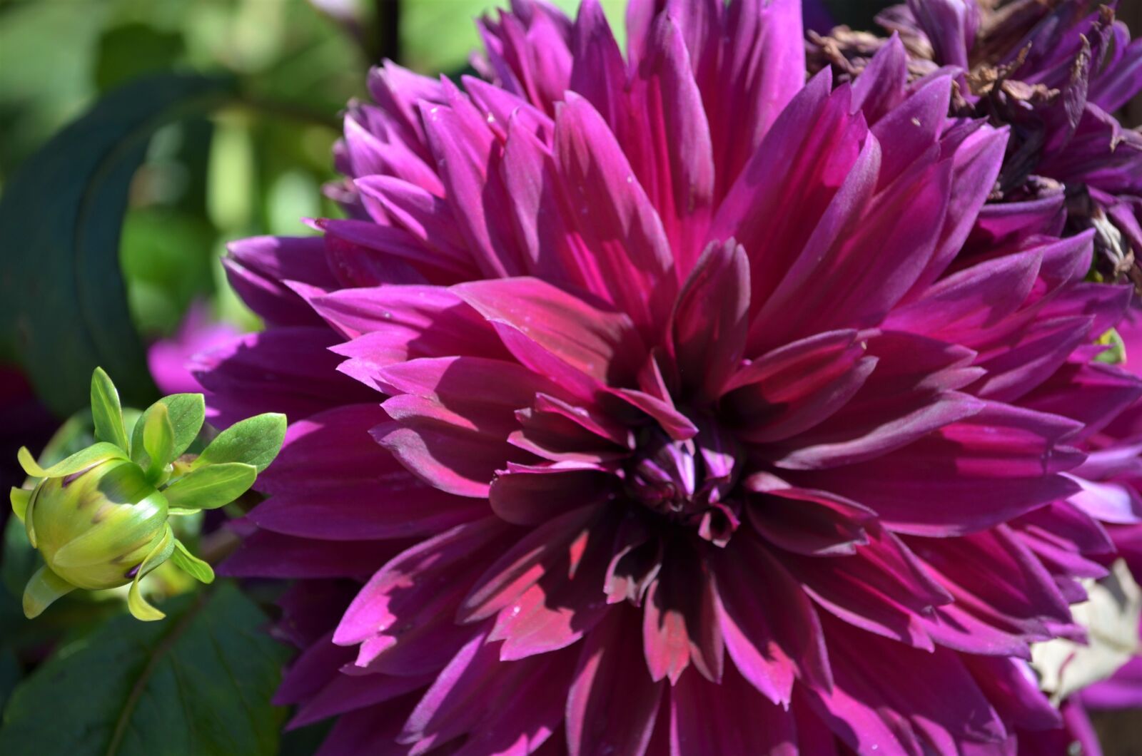 Nikon D5100 sample photo. Dahlia, purple, flower photography