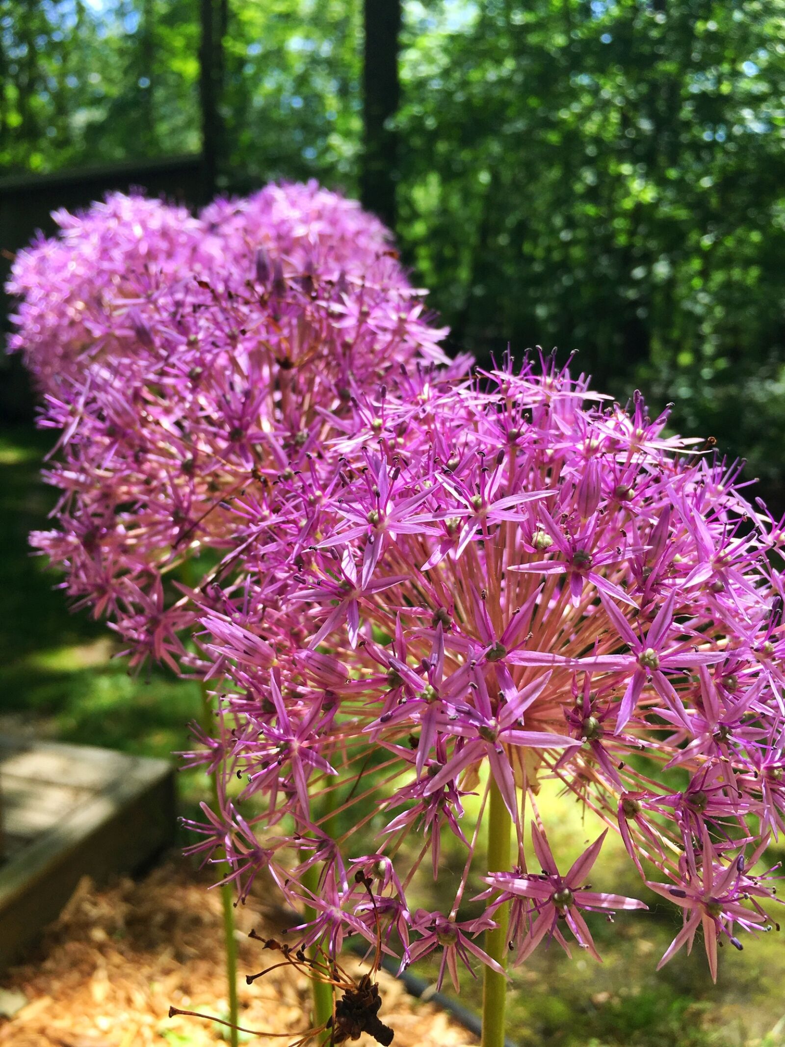 Apple iPhone 6s sample photo. Onion plant, sprint, purple photography