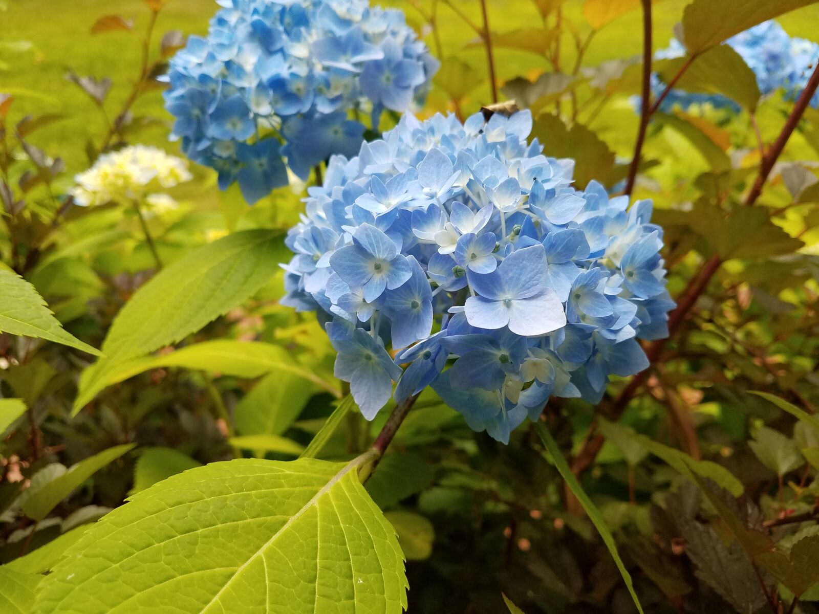 Samsung Galaxy S7 sample photo. Blue beauty, hydro, water photography