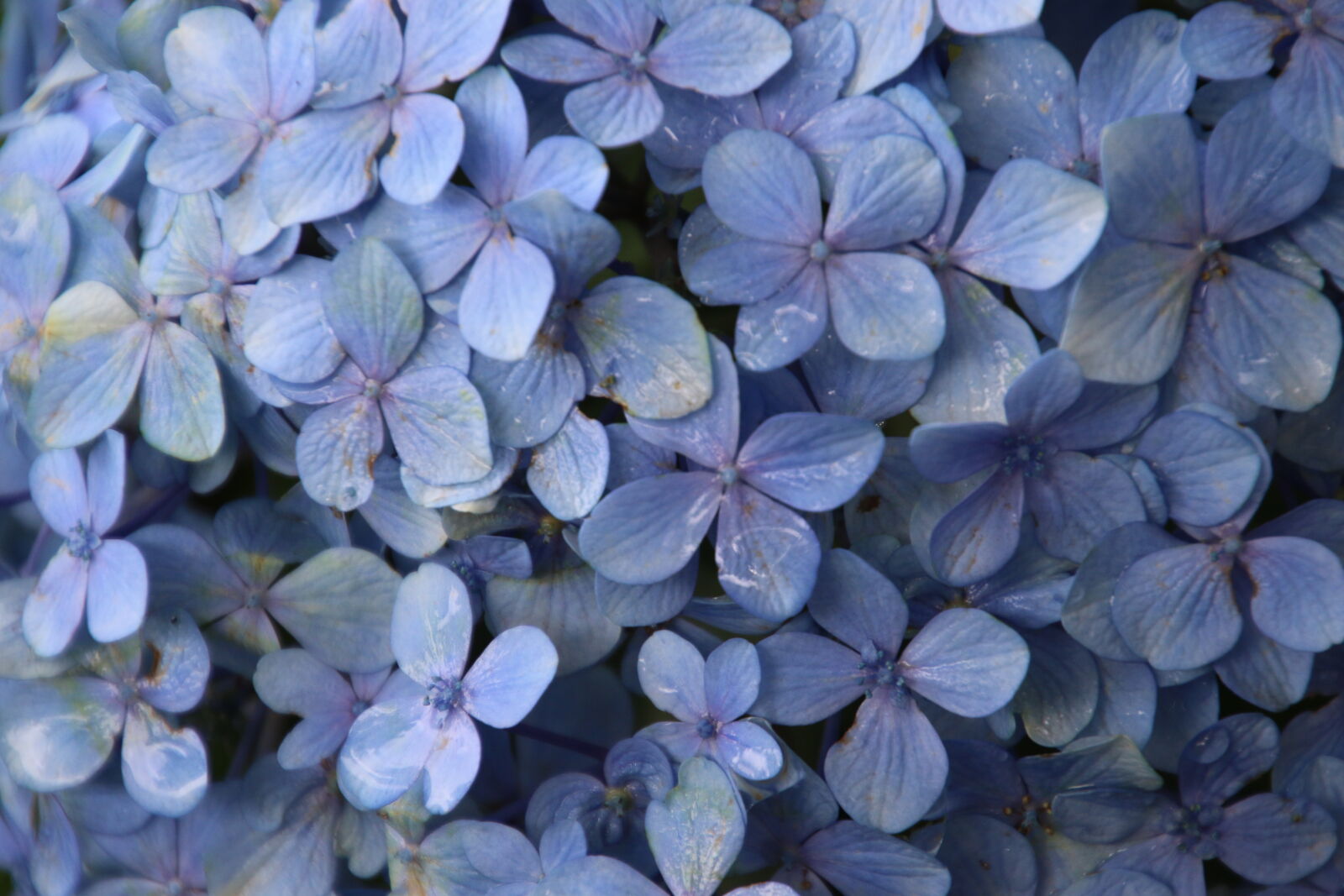 Canon EOS 7D Mark II sample photo. Blue, flowers, nature, purple photography