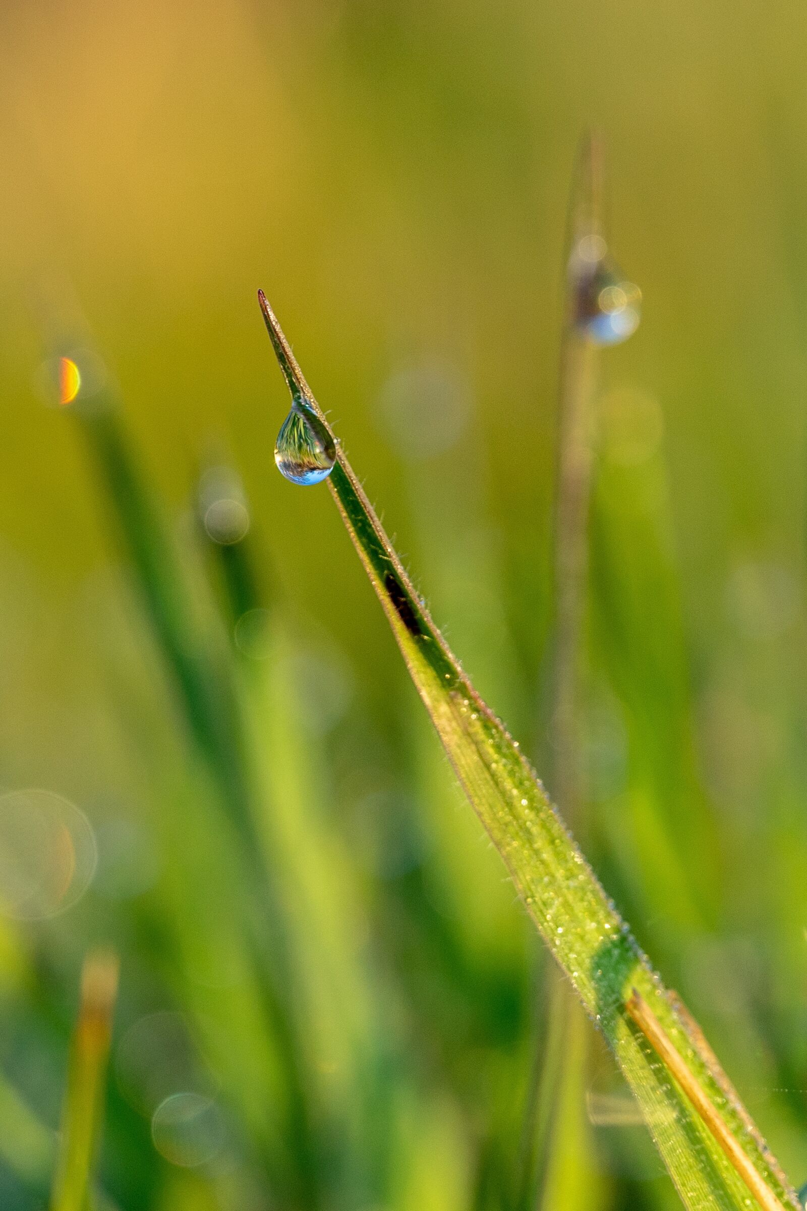 Sigma 70mm F2.8 DG Macro Art sample photo. Spring, morning dew, morning photography